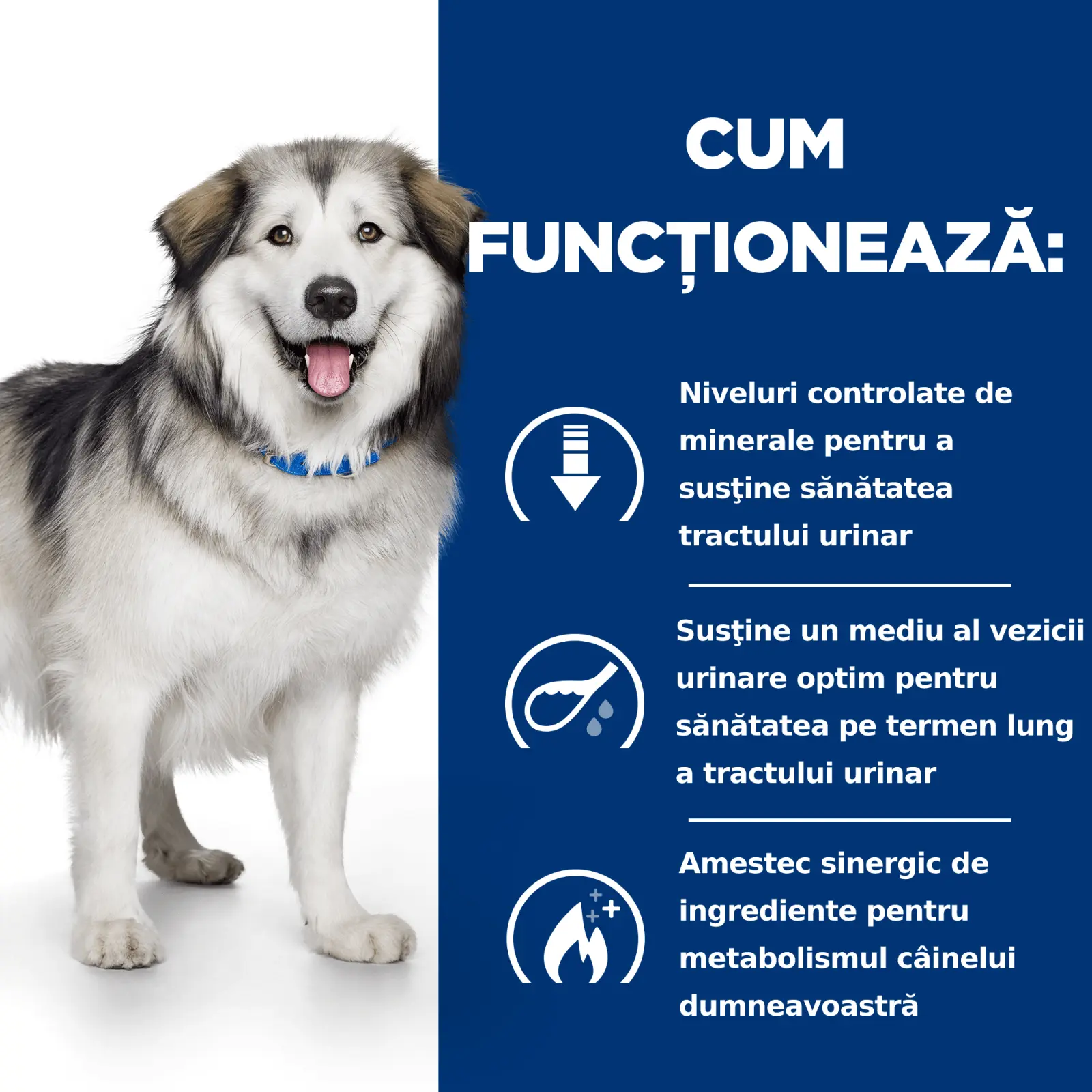 HILL'S Prescription Diet c/d Urinary + Weight Care + Metabolic, Pui, dieta veterinara caini, hrana uscata, afectiuni urinare si metabolice HILL'S Prescription Diet c/d Urinary + Metabolic, Pui, dieta veterinara caini, hrana uscata, sistem urinar, metabol - Image 7
