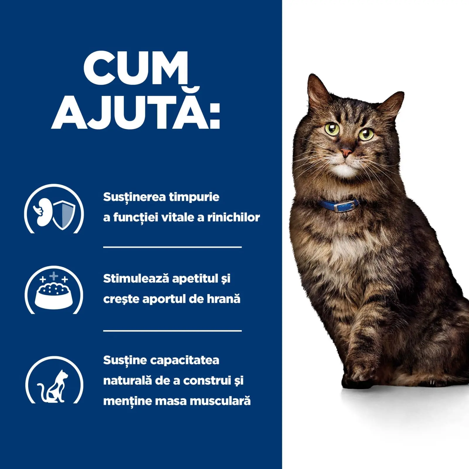 HILL'S Prescription Diet k/d Kidney Care Early Stage, dieta veterinara pisici, hrana uscata, afectiuni renale HILL'S Prescription Diet k/d Kidney Care Early Stage, dieta veterinara pisici, hrana uscata, sistem renal, 3kg - Image 6