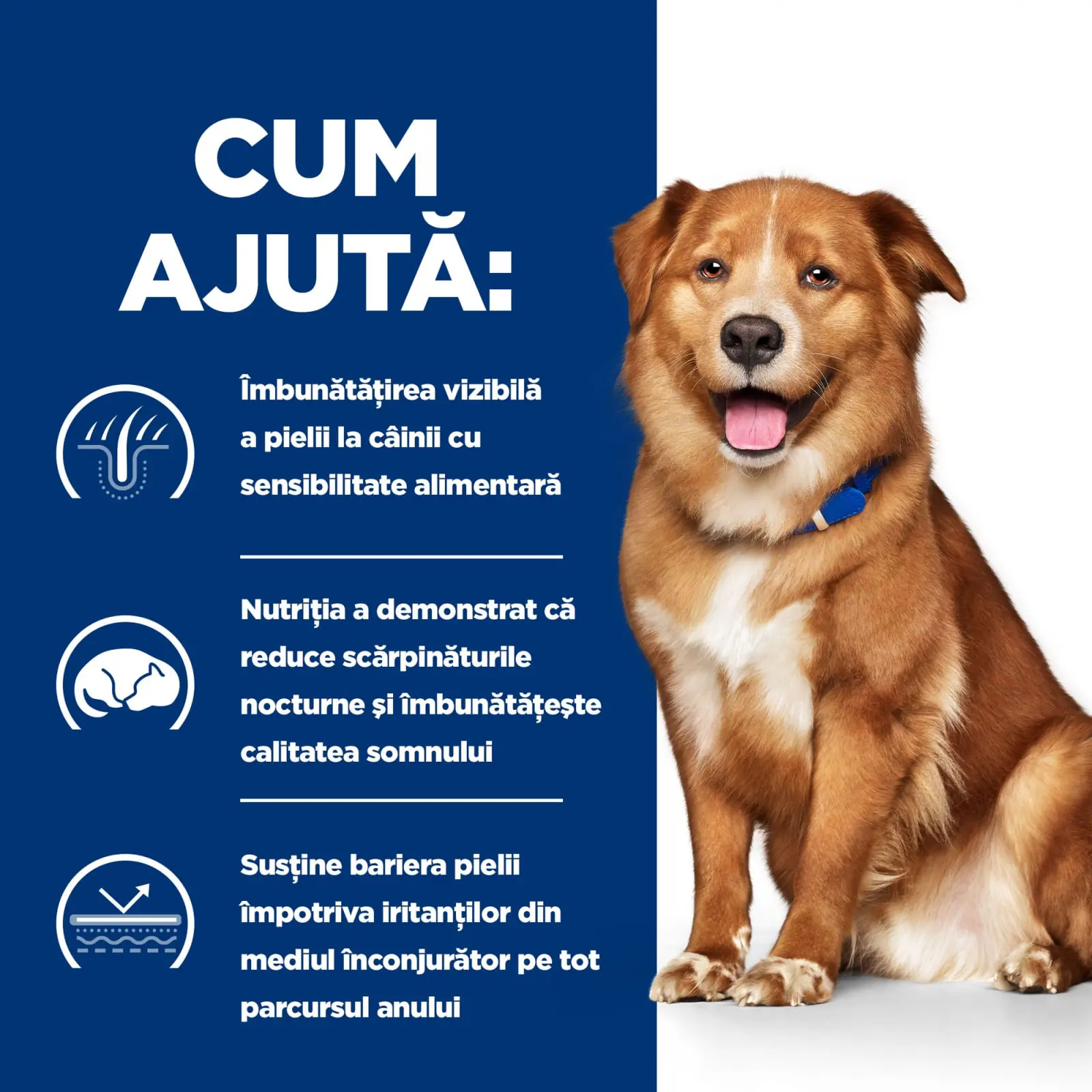 HILL'S Prescription Diet Derm Complete, dieta veterinara caini, hrana uscata, afectiuni dermatologice HILL'S Prescription Diet Derm Complete, dieta veterinara caini, hrana uscata, piele & blana, 1.5kg - Image 14