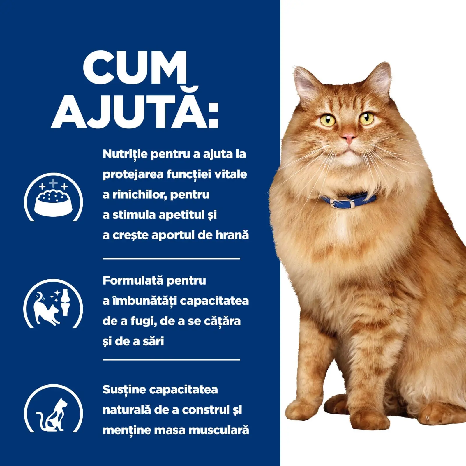 HILL'S Prescription Diet k/d+j/d Kidney Care + Mobility, Pui, dieta veterinara pisici, plic hrana umeda, sistem renal, sistem articular, 85g x 12buc - Image 5