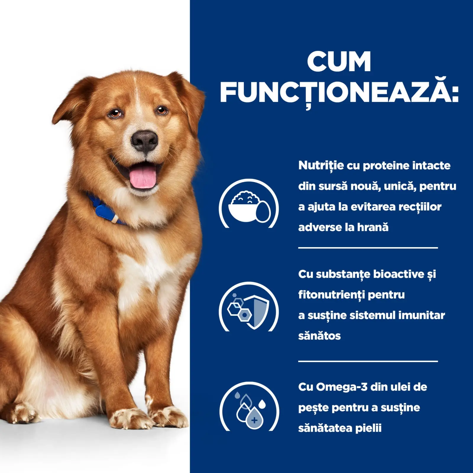 HILL'S Prescription Diet Derm Complete, dieta veterinara caini, hrana uscata, afectiuni dermatologice HILL'S Prescription Diet Derm Complete, dieta veterinara caini, hrana uscata,piele & blana, 12kg - Image 19