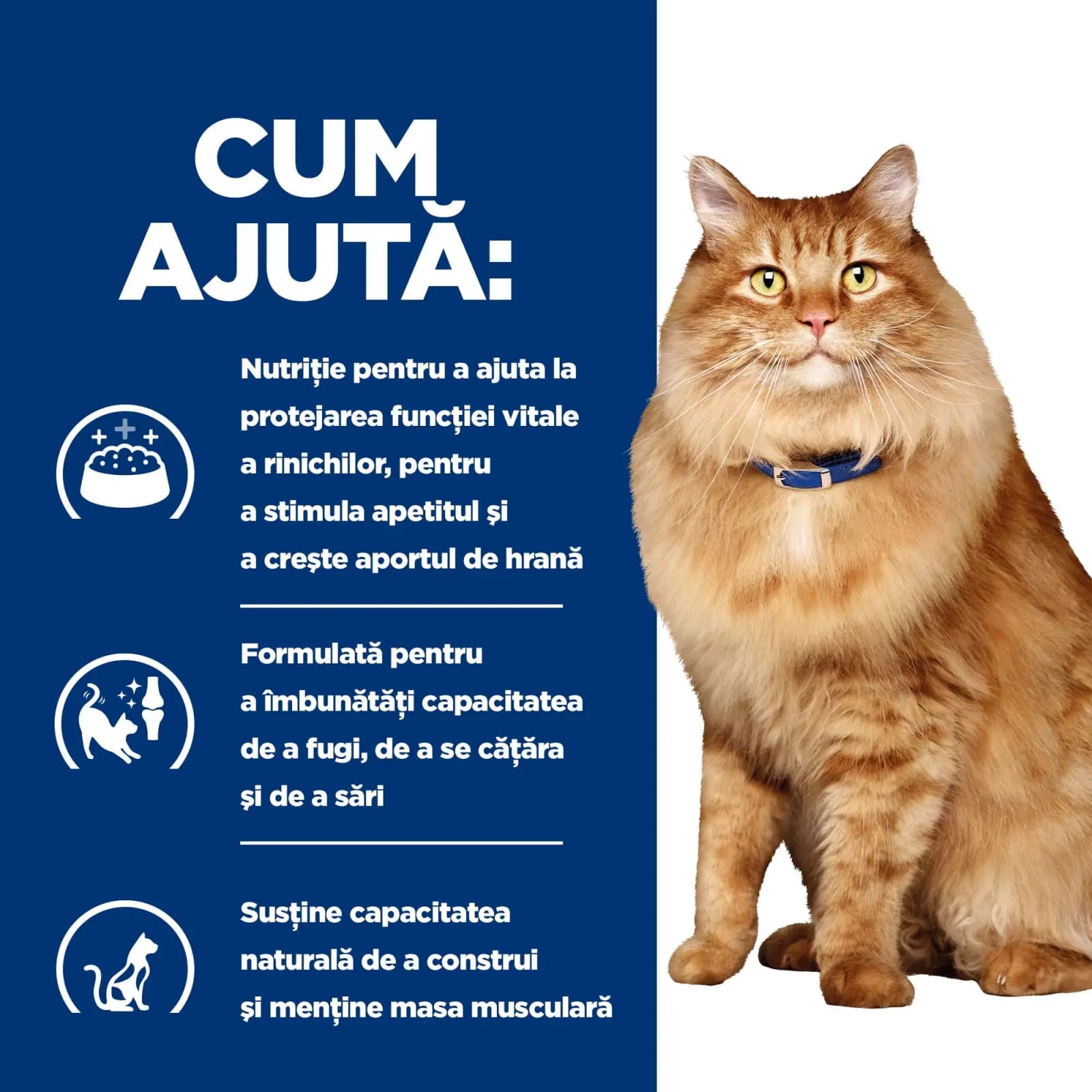 HILL'S Prescription Diet k/d+j/d Kidney Care + Mobility, Pui, dieta veterinara pisici, hrana uscata, afectiuni renale si articulare HILL'S Prescription Diet k/d+j/d Kidney Care + Mobility, Pui, dieta veterinara pisici, hrana uscata, sistem renal, sistem  - Image 9
