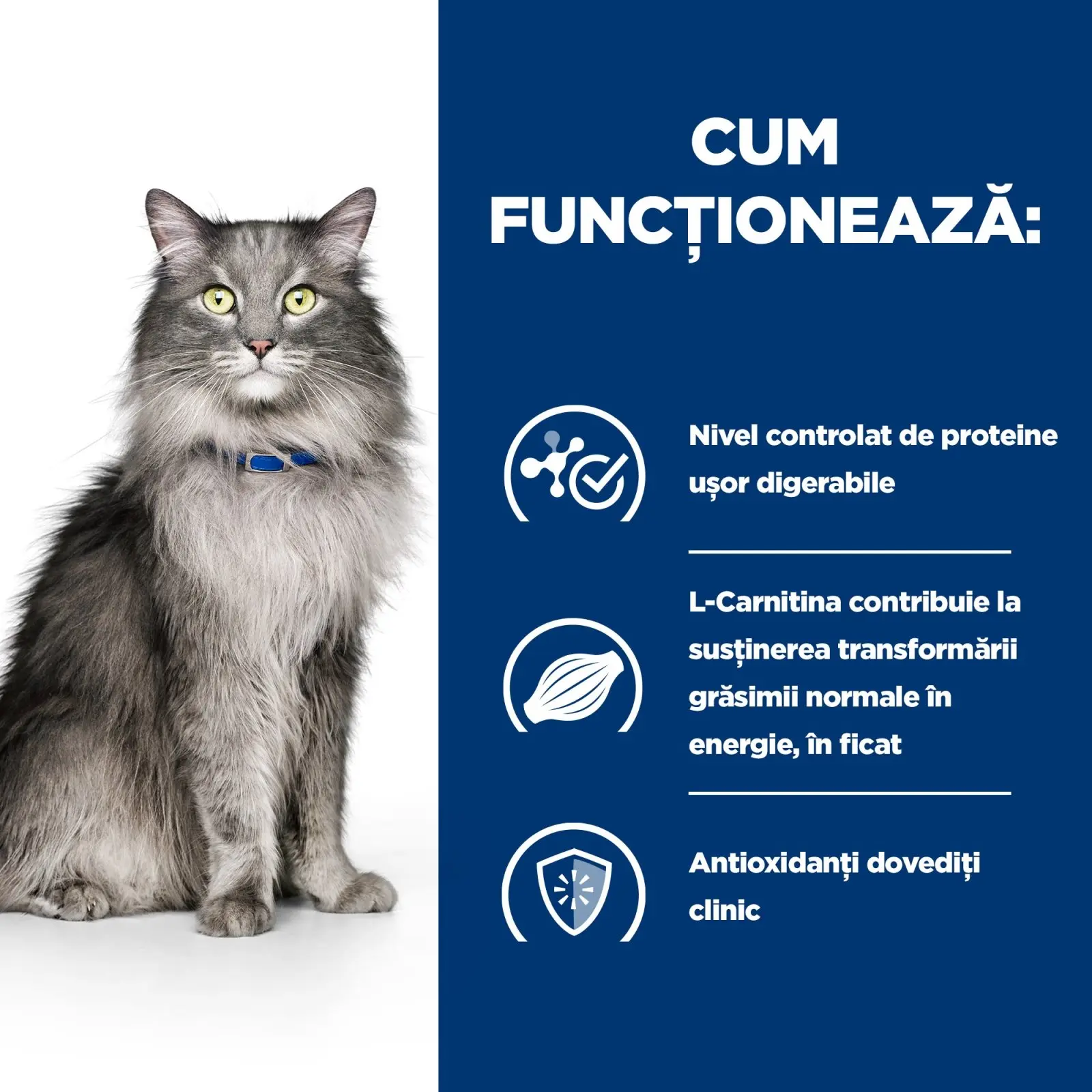 HILL'S Prescription Diet l/d Liver Care, Pui, dieta veterinara pisici, hrana uscata, sistem hepatic, 1.5kg - Image 2