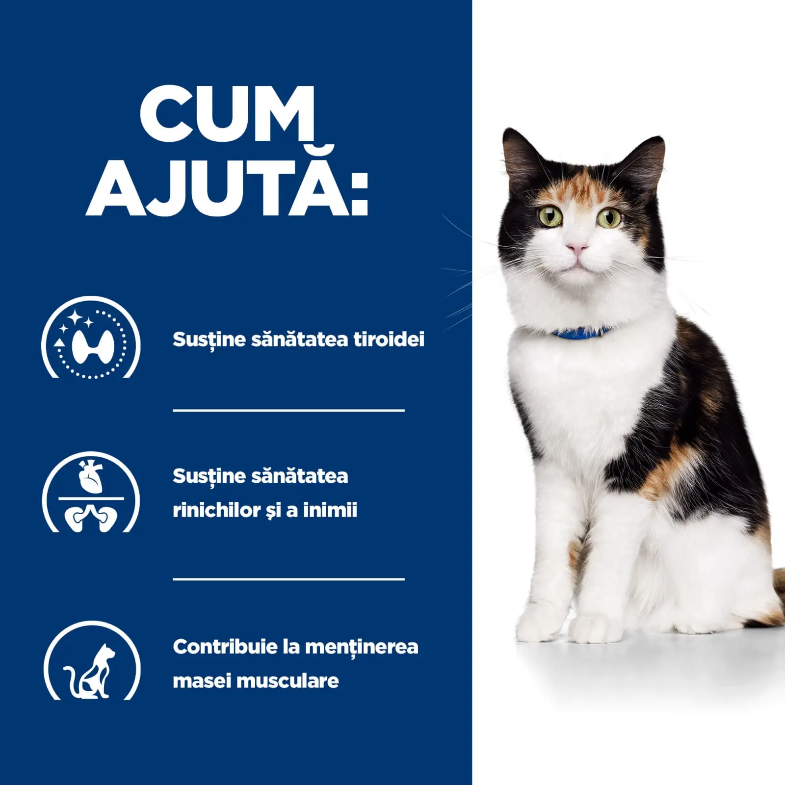 HILL'S Prescription Diet y/d Thyroid Care, dieta veterinara pisici, hrana uscata, afectiuni tiroidiene HILL'S Prescription Diet y/d Thyroid Care, dieta veterinara pisici, hrana uscata, metabolism ( obezitate si diabet), 1.5kg - Image 3