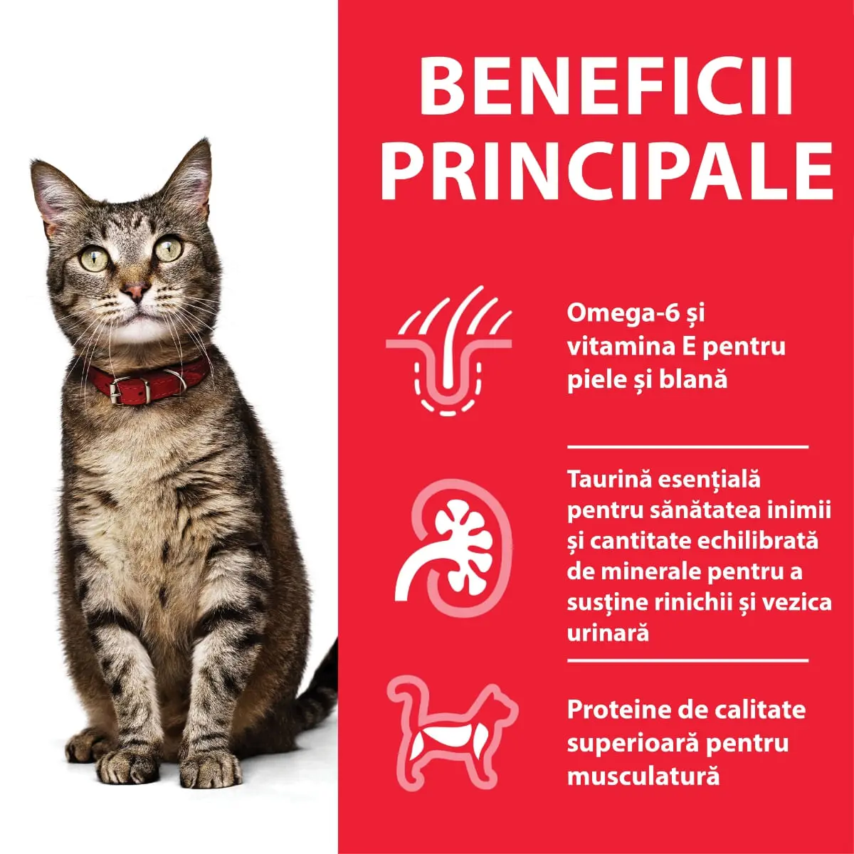 HILL'S Science Plan, Curcan, plic hrana umeda pisici, 85g - Image 4