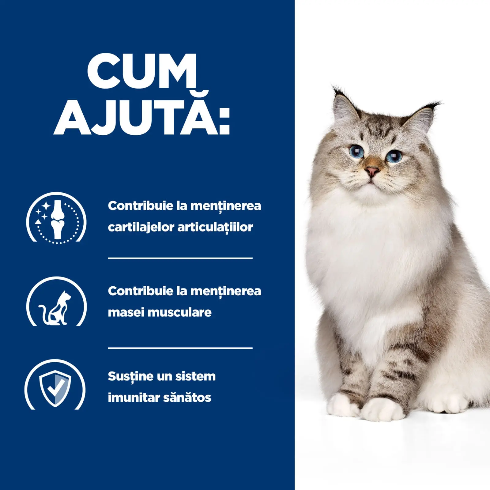 HILL'S Prescription Diet j/d Mobility, Pui, dieta veterinara pisici, hrana uscata, sistem articular, 1.5kg - Image 8