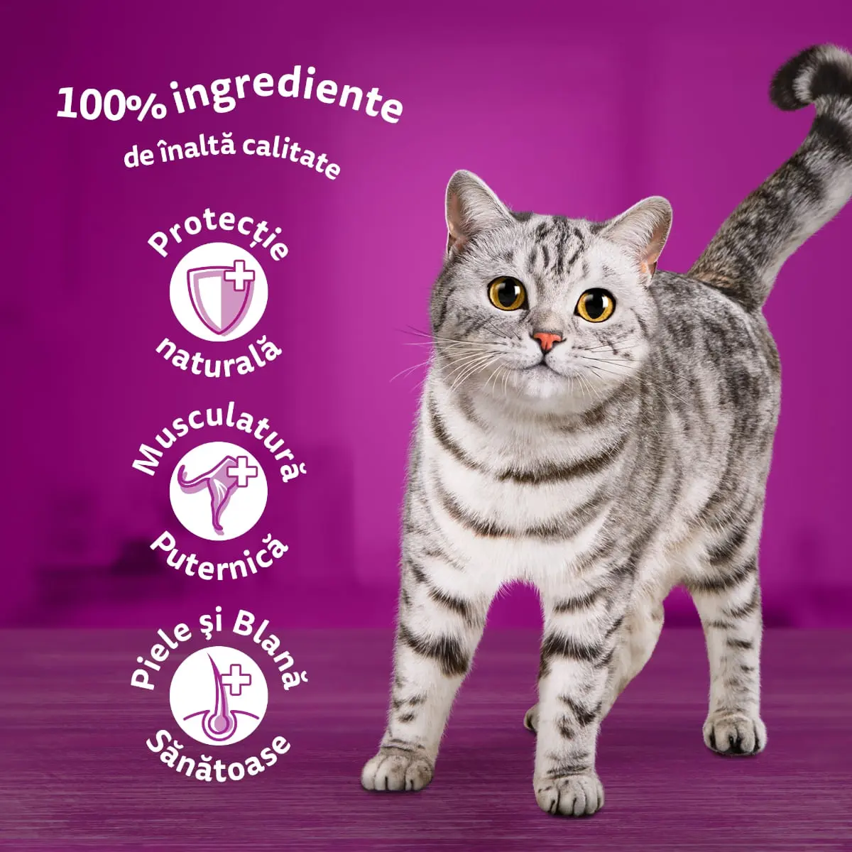 WHISKAS 1+ Poultry Feasts, Pasare, plic hrana umeda pisici, (in aspic) WHISKAS 1+ Poultry Feasts Selectii, Pasare, plic hrana umeda pisici, (in aspic), multipack, 85g x 12 - Image 4