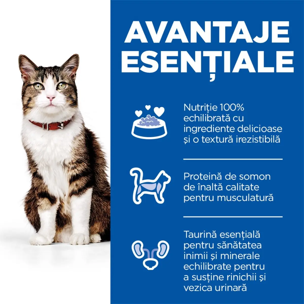 HILL'S Science Plan Culinary Creations, Somon si Morcov, hrana uscata pisici, 10kg - Image 2
