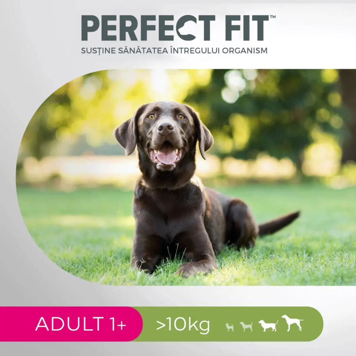 PERFECT FIT Dog Adult 1+, M, Pui, hrana uscata caini, 1.4kg - Image 6