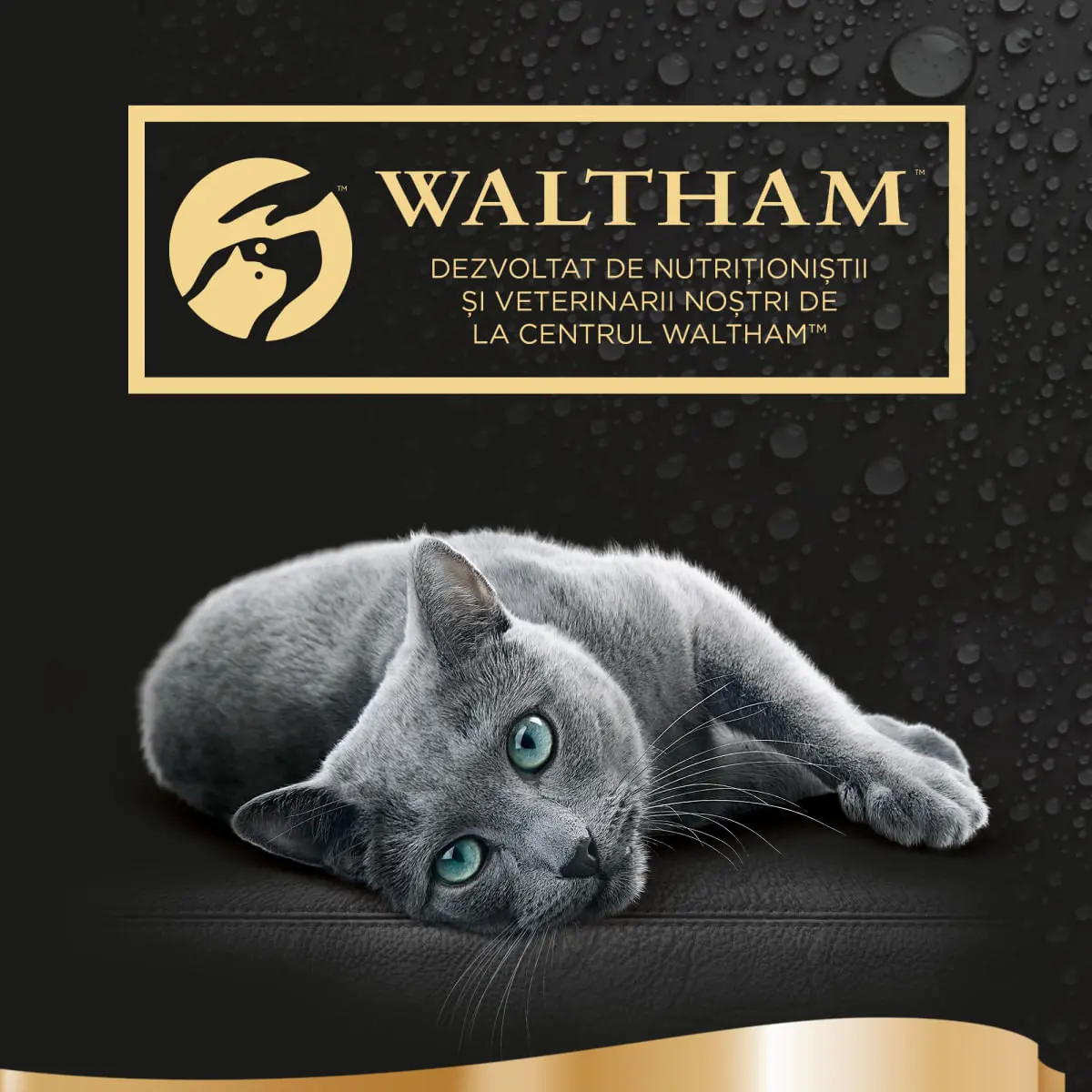 SHEBA Fresh & Fine Selectii, Pasare, plic hrana umeda pisici, (in sos), multipack, 50g x 6buc - Image 5