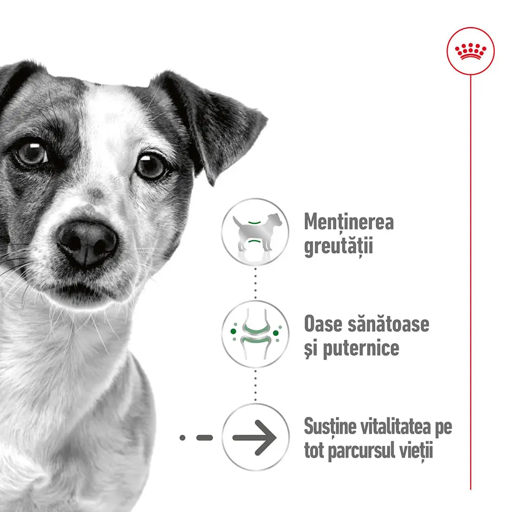 ROYAL CANIN Mini Ageing, hrana umeda caini senior, (in sos), 85g - Image 3