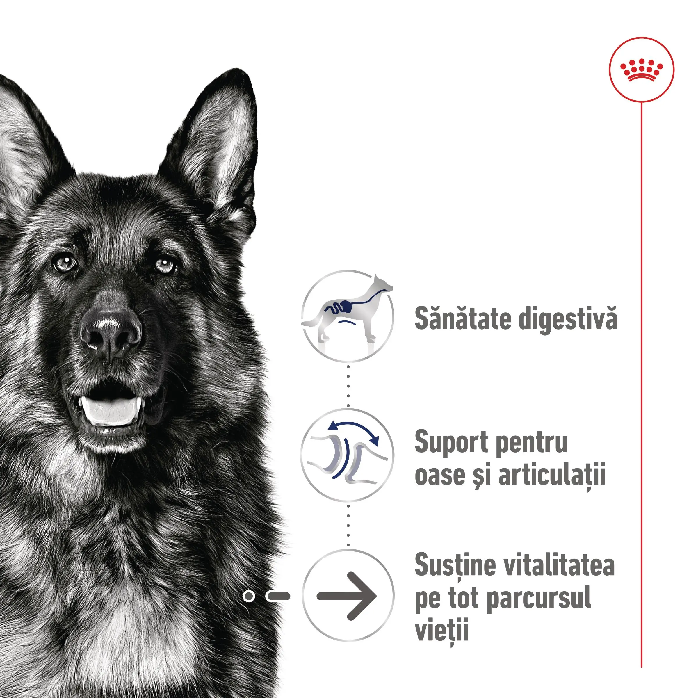 ROYAL CANIN Maxi Ageing 8+, hrana uscata caini, 15kg - Image 3