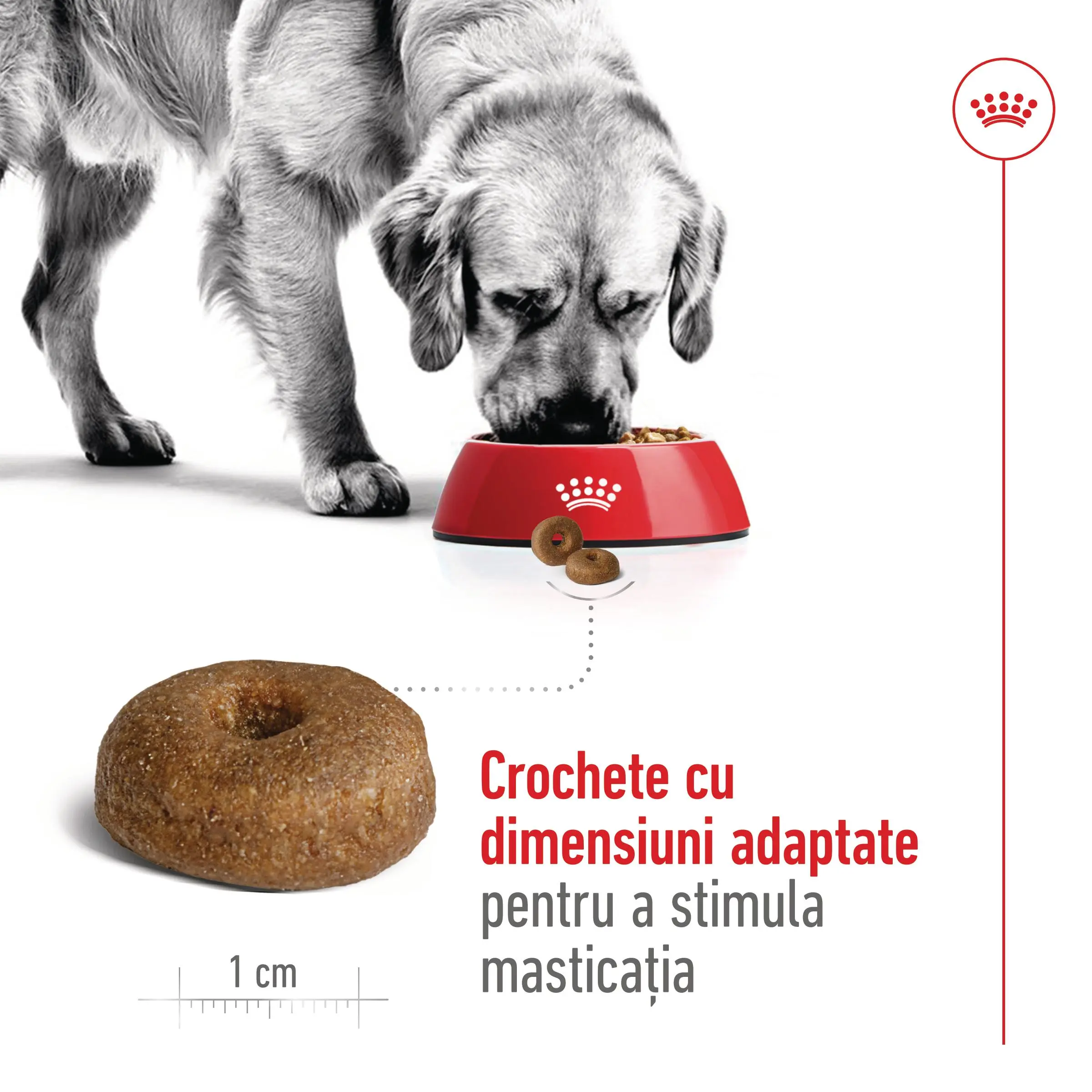 ROYAL CANIN Maxi Ageing 8+, hrana uscata caini, 15kg - Image 5