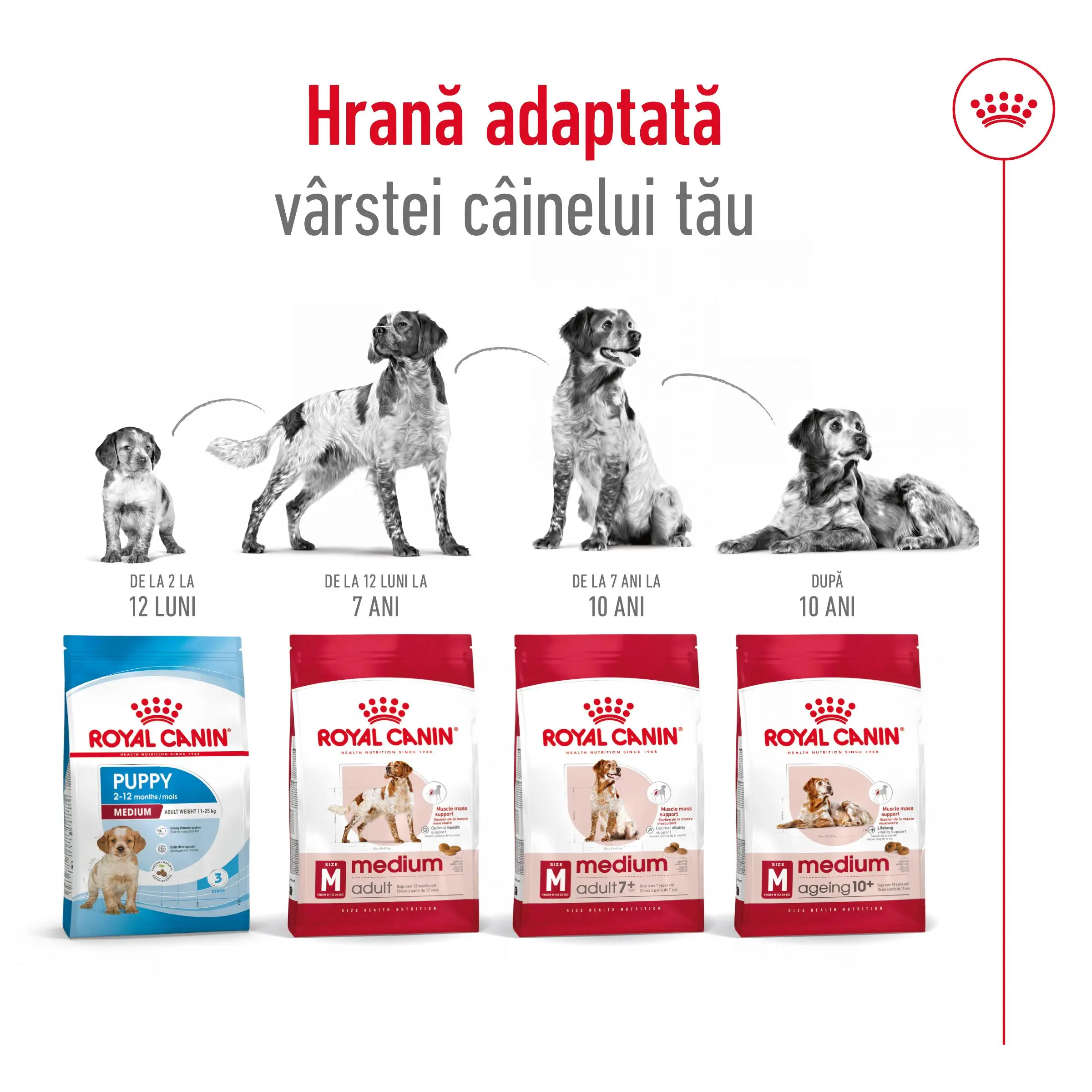ROYAL CANIN Medium Adult 7+, hrana uscata caini senior, 15kg - Image 11