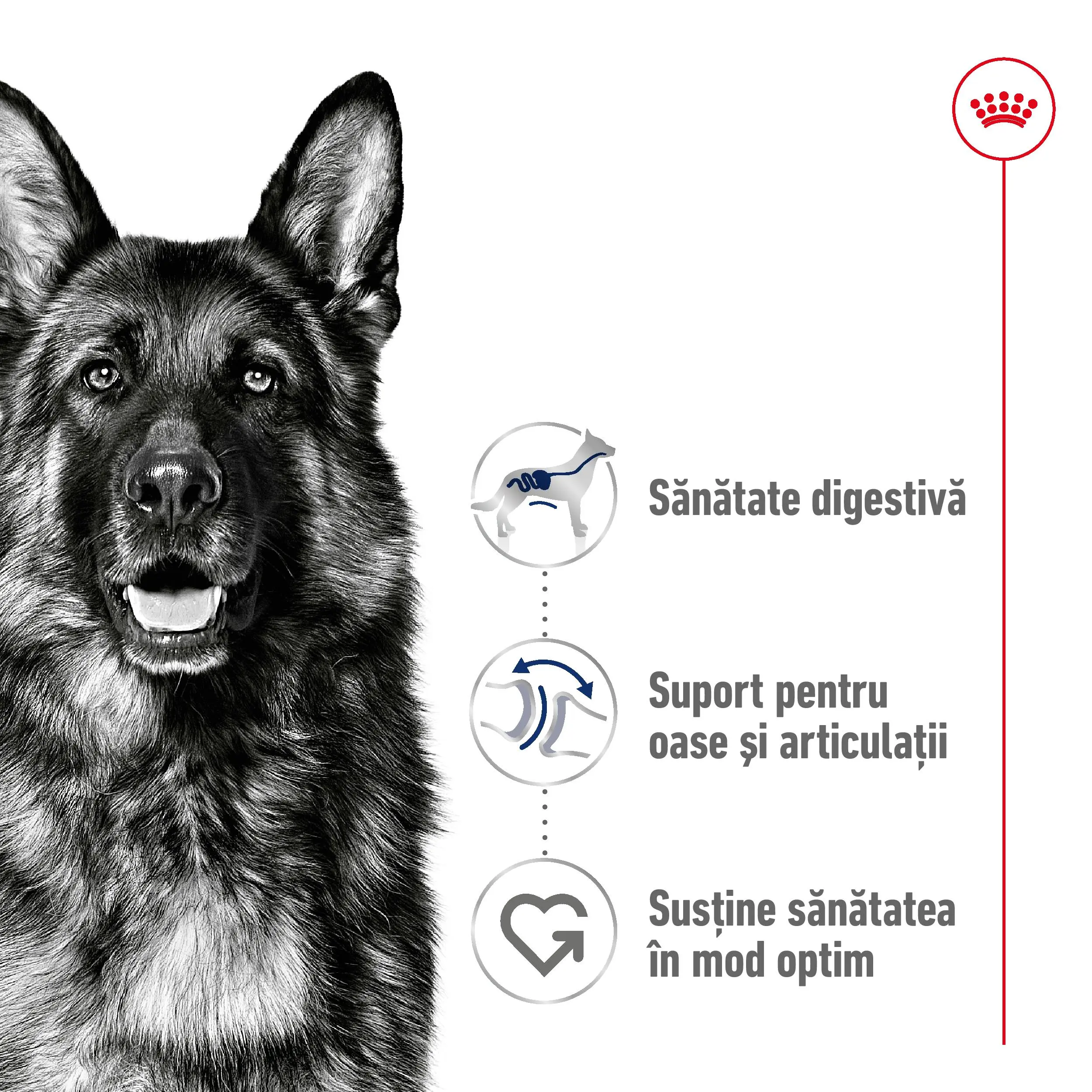 ROYAL CANIN Maxi Adult, hrana uscata caini, 3kg - Image 3