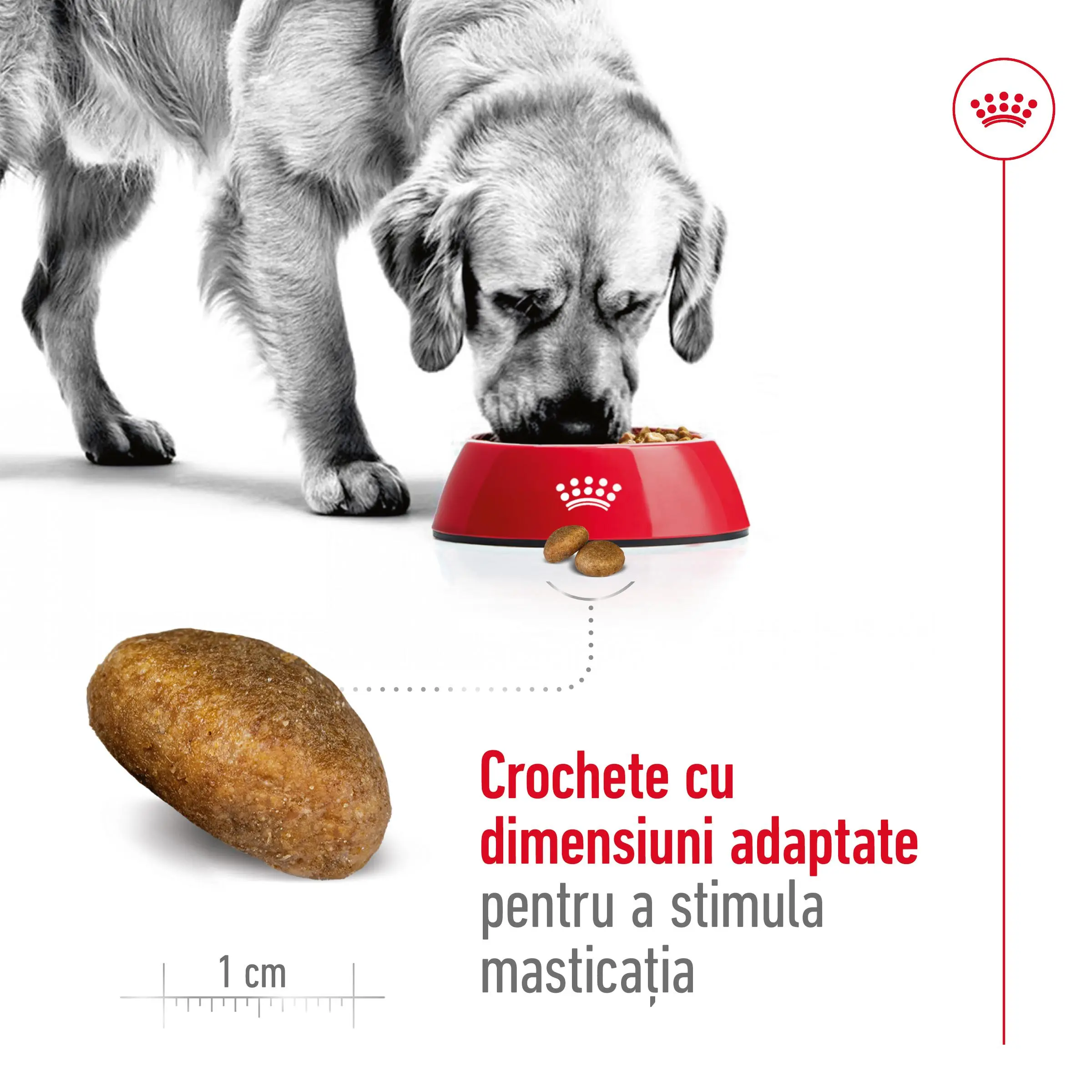 ROYAL CANIN Maxi Adult, hrana uscata caini, 3kg - Image 5