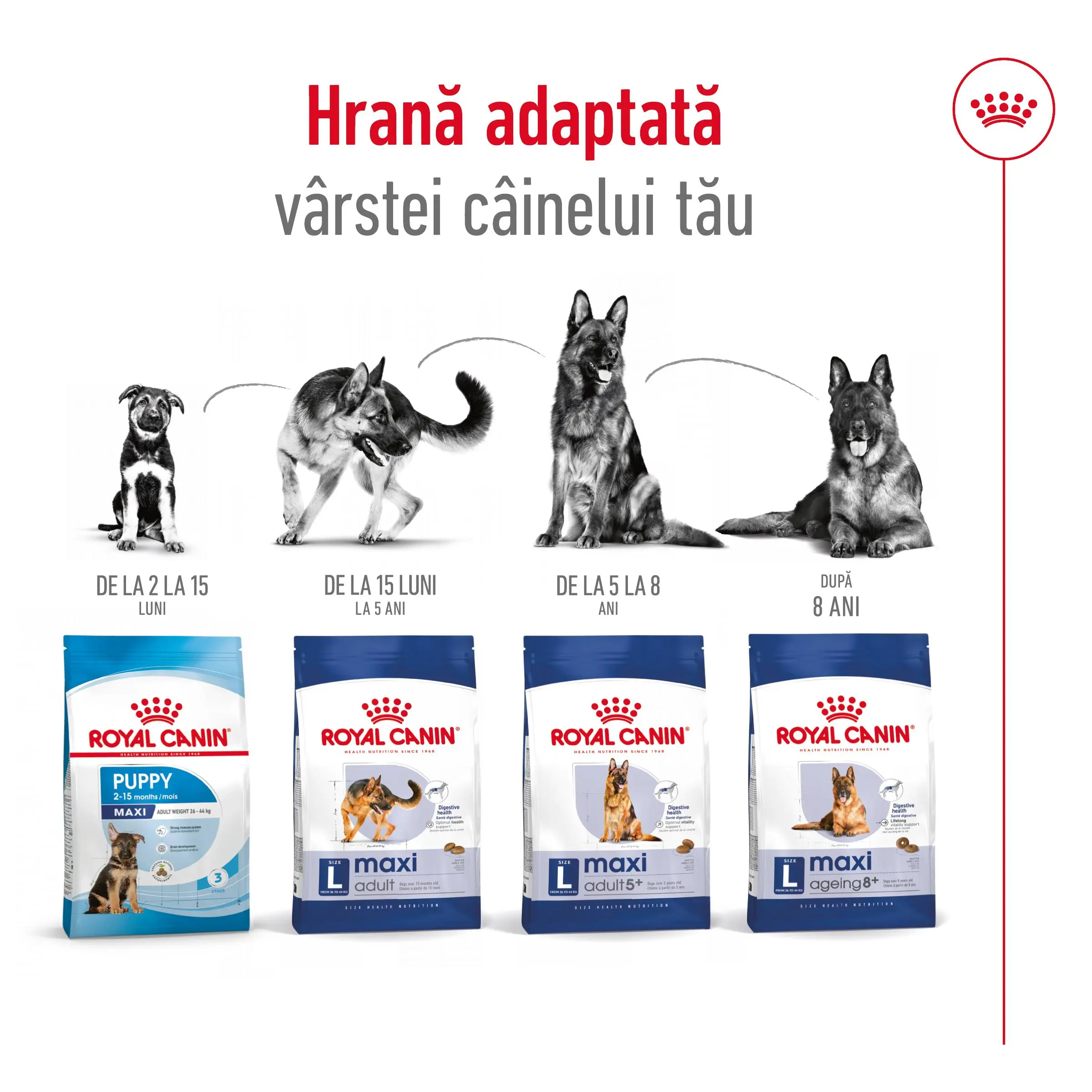 ROYAL CANIN Maxi Adult, hrana uscata caini, 3kg - Image 11
