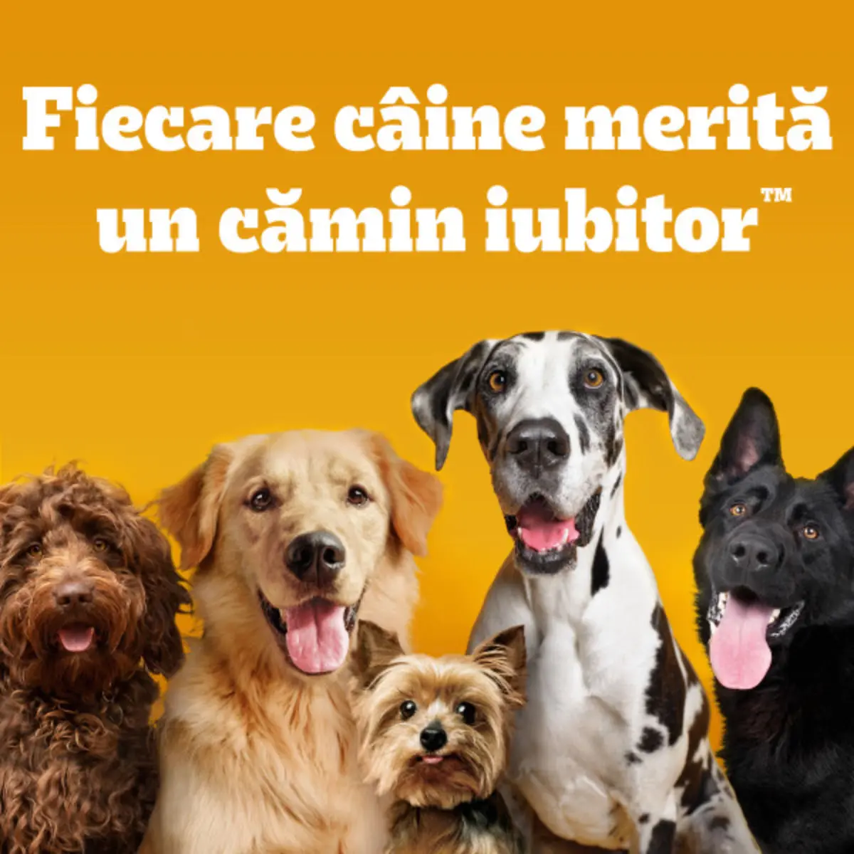 PEDIGREE Junior Mini, XS-S, Pasare si Legume, hrana uscata caini junior, 1.4kg - Image 8