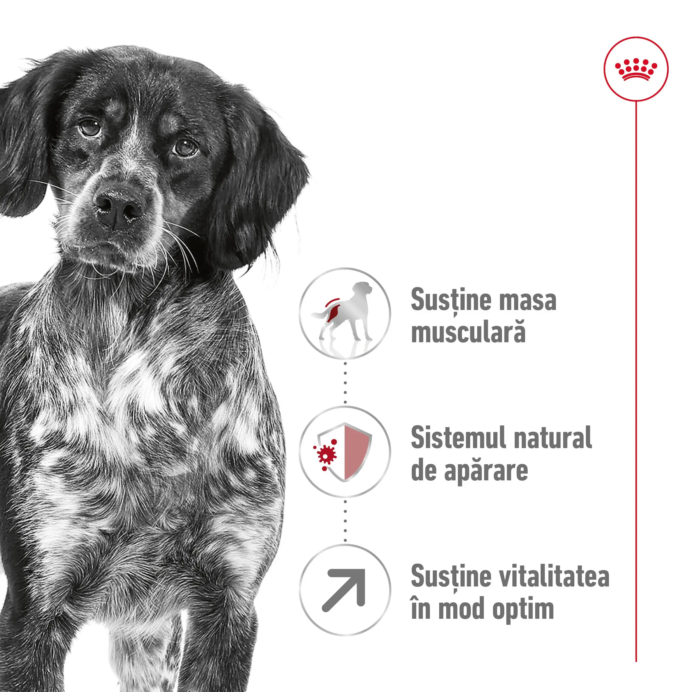 ROYAL CANIN Medium Adult 7+, hrana uscata caini senior, 4kg - Image 3