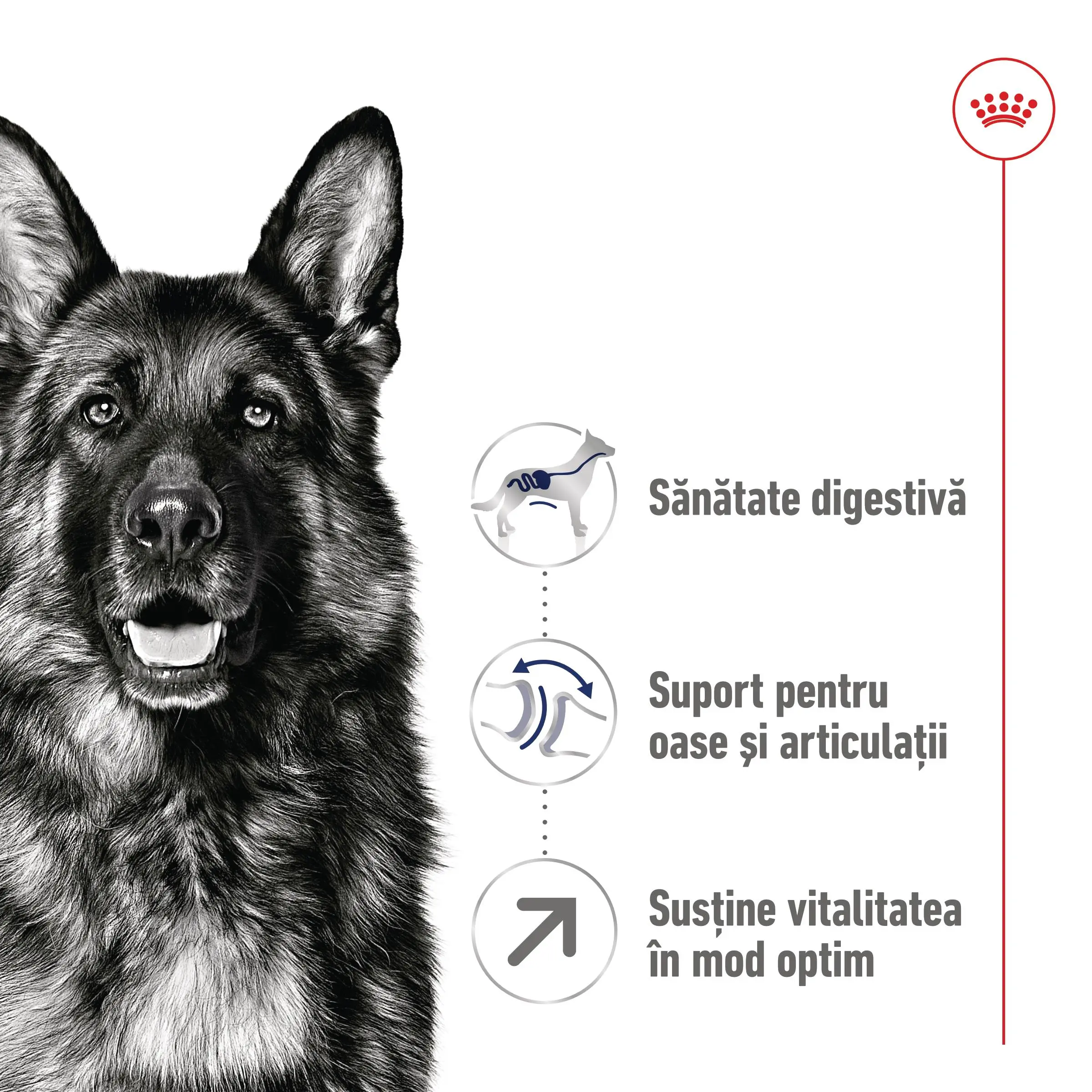 ROYAL CANIN Maxi Adult 5+, hrana uscata caini, 4kg - Image 3