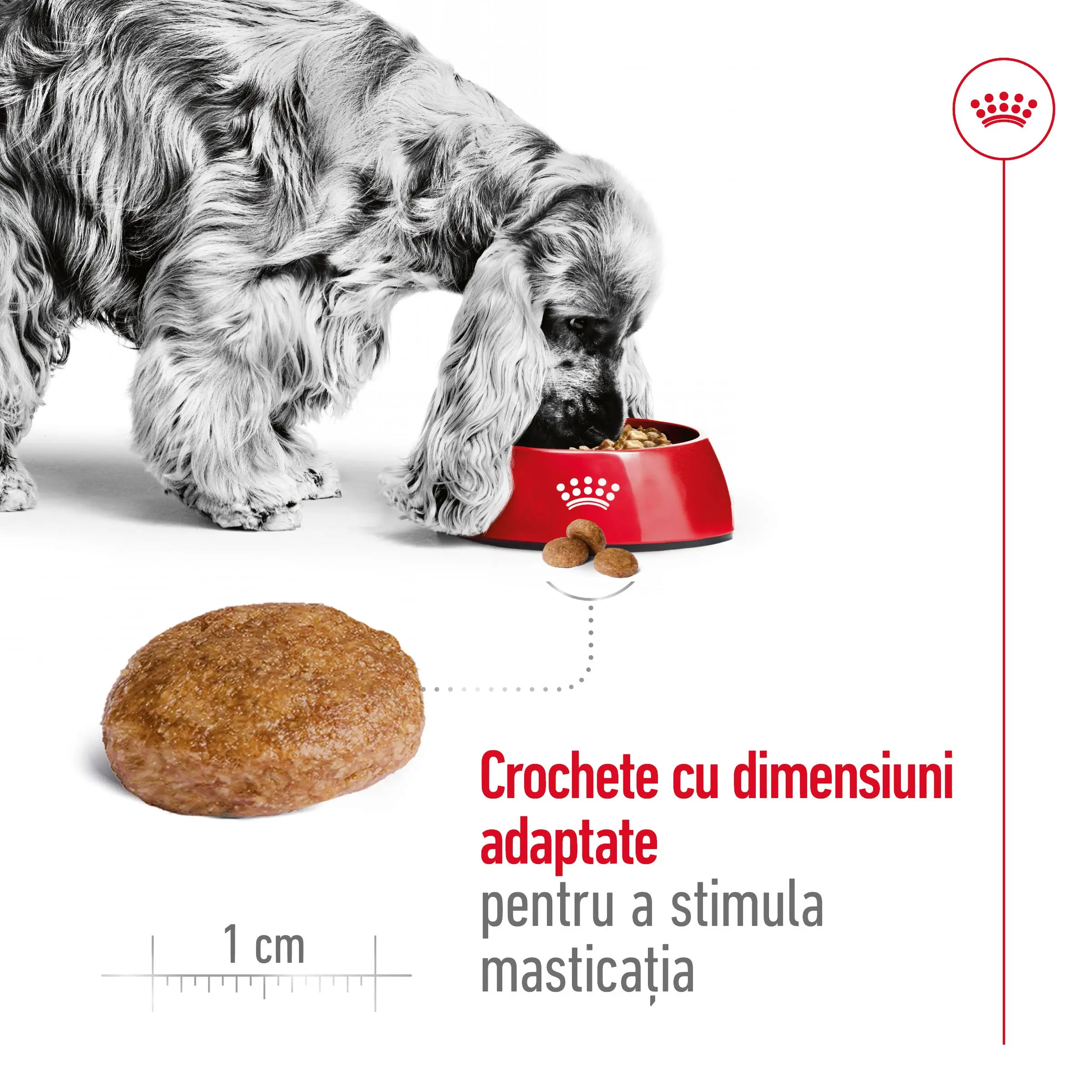 ROYAL CANIN Medium Adult 7+, hrana uscata caini senior, 4kg - Image 5