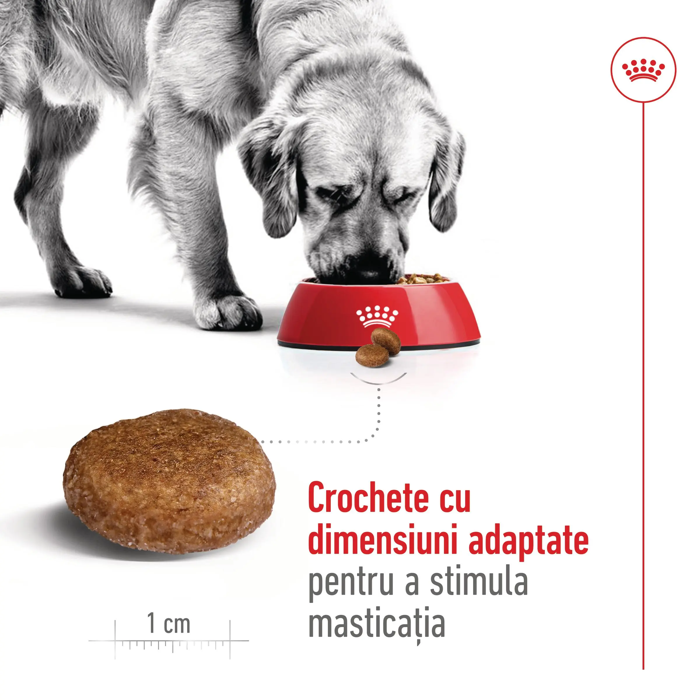 ROYAL CANIN Maxi Adult 5+, hrana uscata caini, 4kg - Image 5