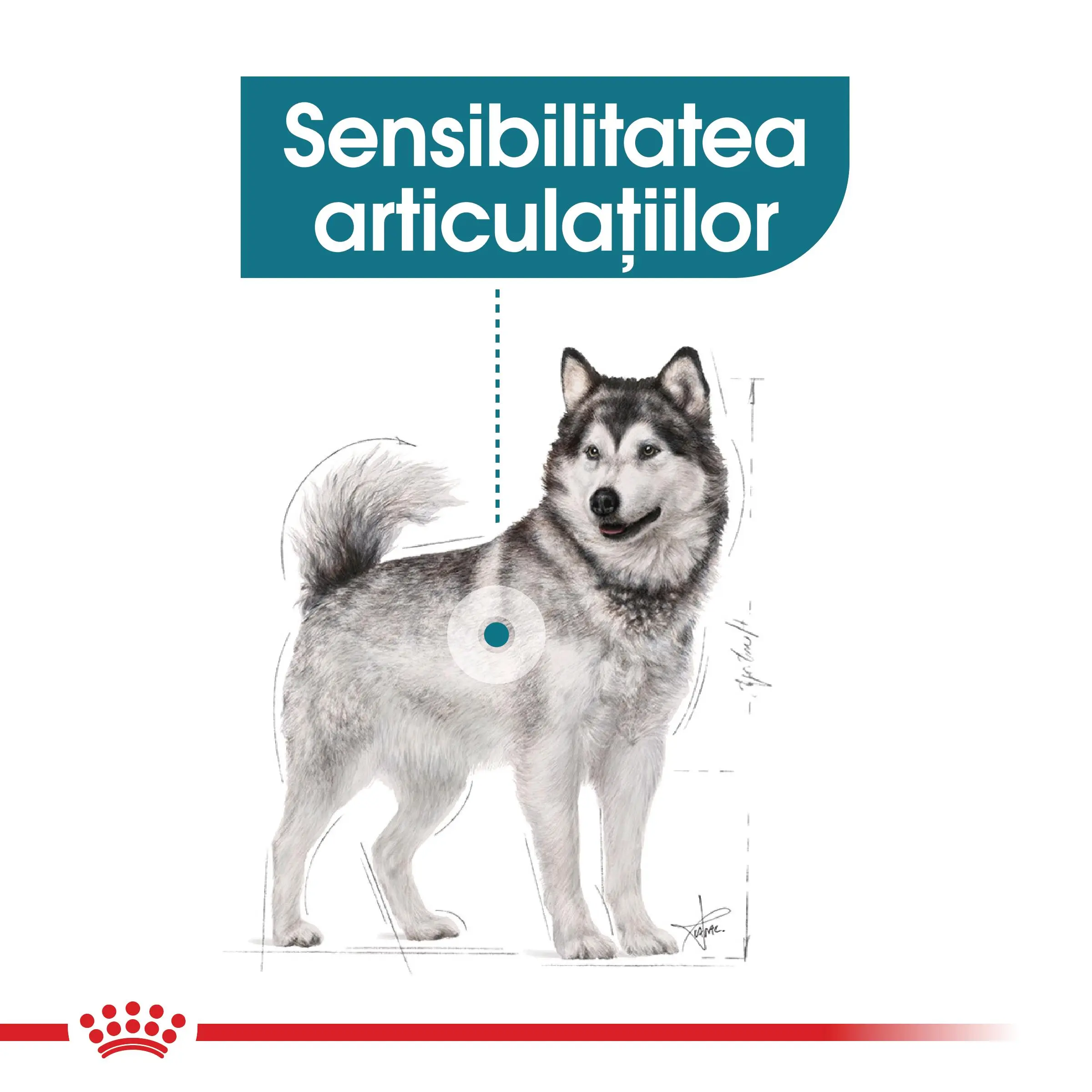 ROYAL CANIN Maxi Joint Care, hrana uscata caini, ingrijirea articulatiilor, 10kg - Image 3