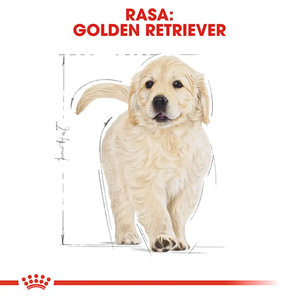 ROYAL CANIN Golden Retriever Puppy, hrana uscata caini junior, 1kg - Image 4
