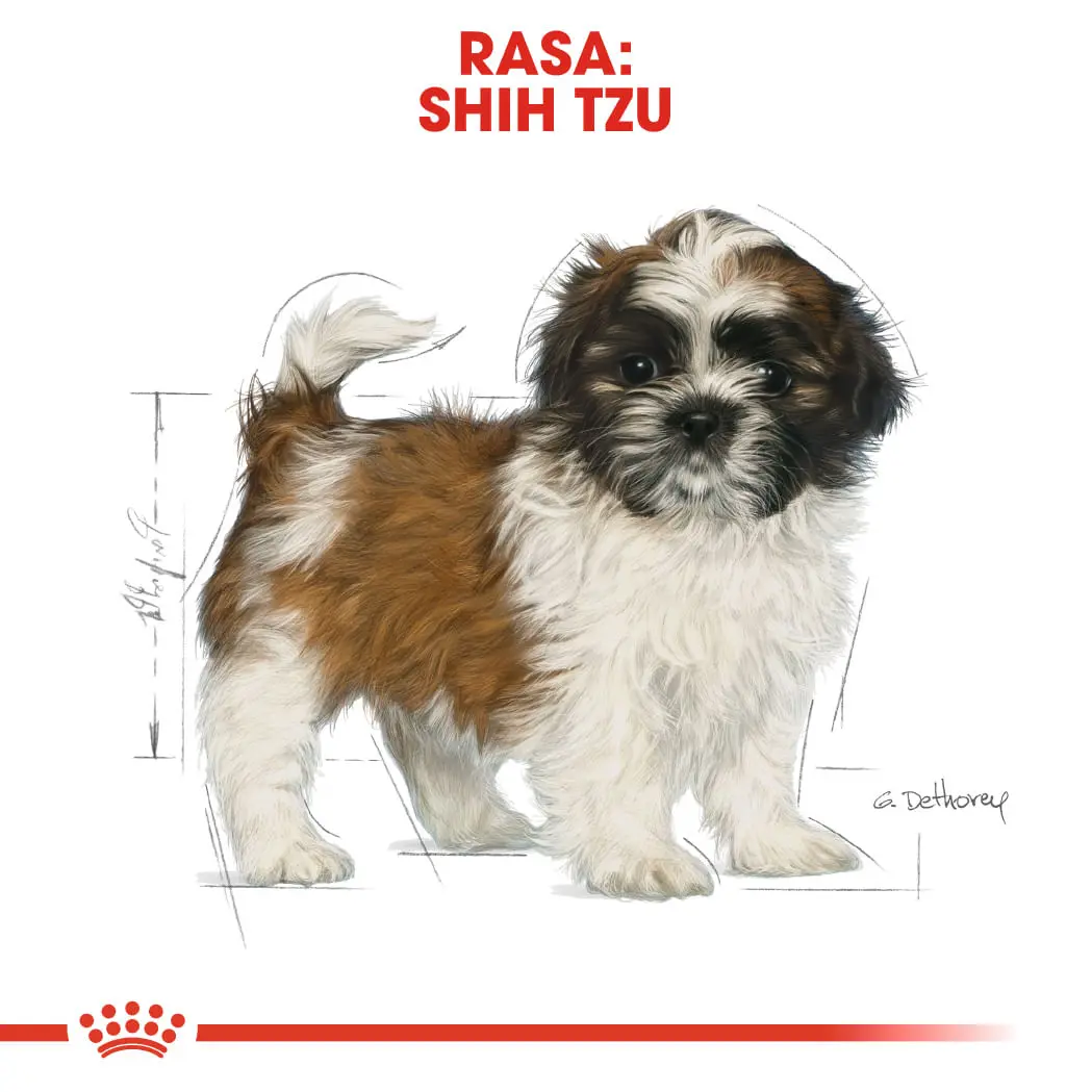 ROYAL CANIN Shih Tzu Puppy, hrana uscata caini junior, 1.5kg - Image 4