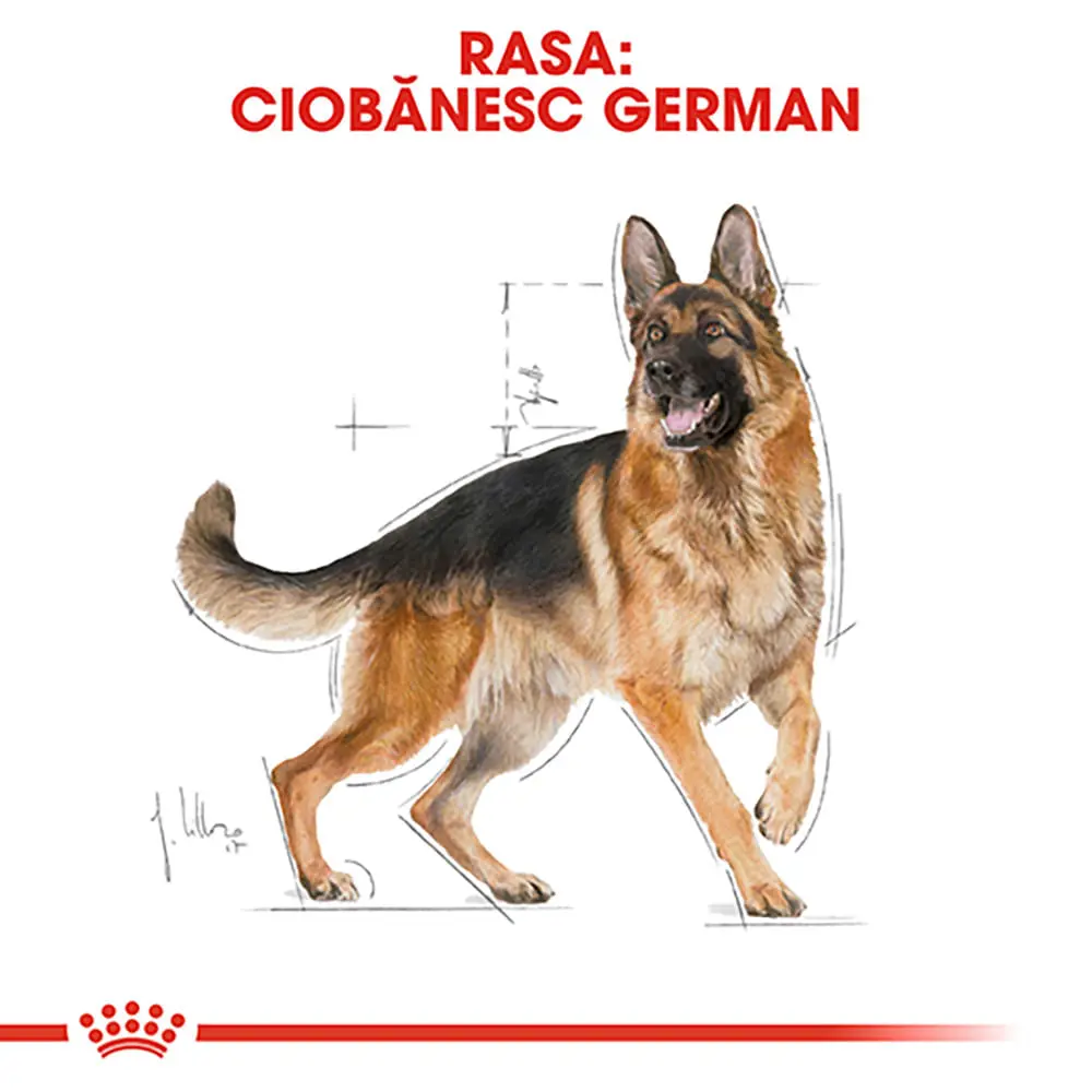 ROYAL CANIN German Shepherd Adult, hrana uscata caini, 3kg - Image 4