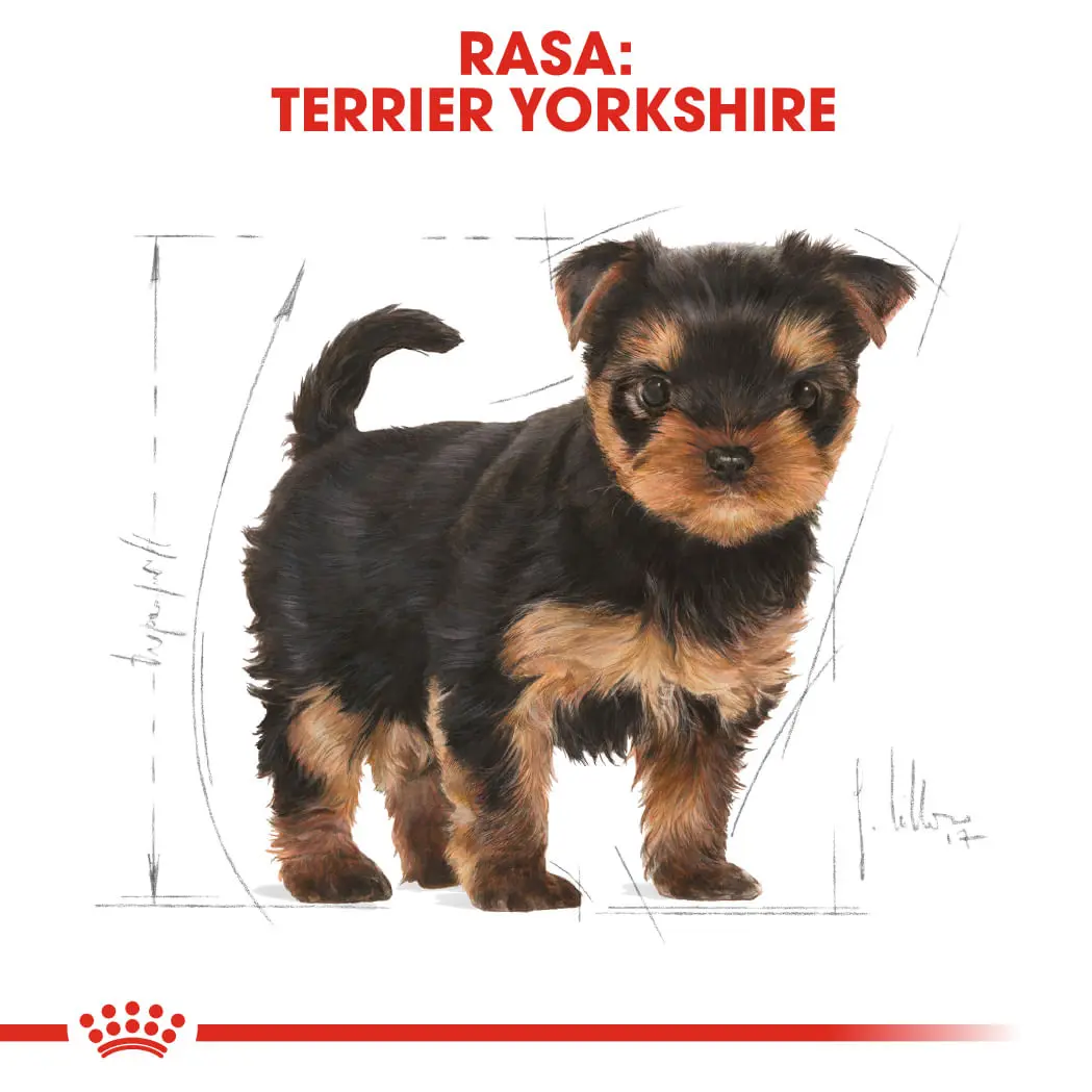 ROYAL CANIN Yorkshire Puppy, hrana uscata caini junior, 500g - Image 4
