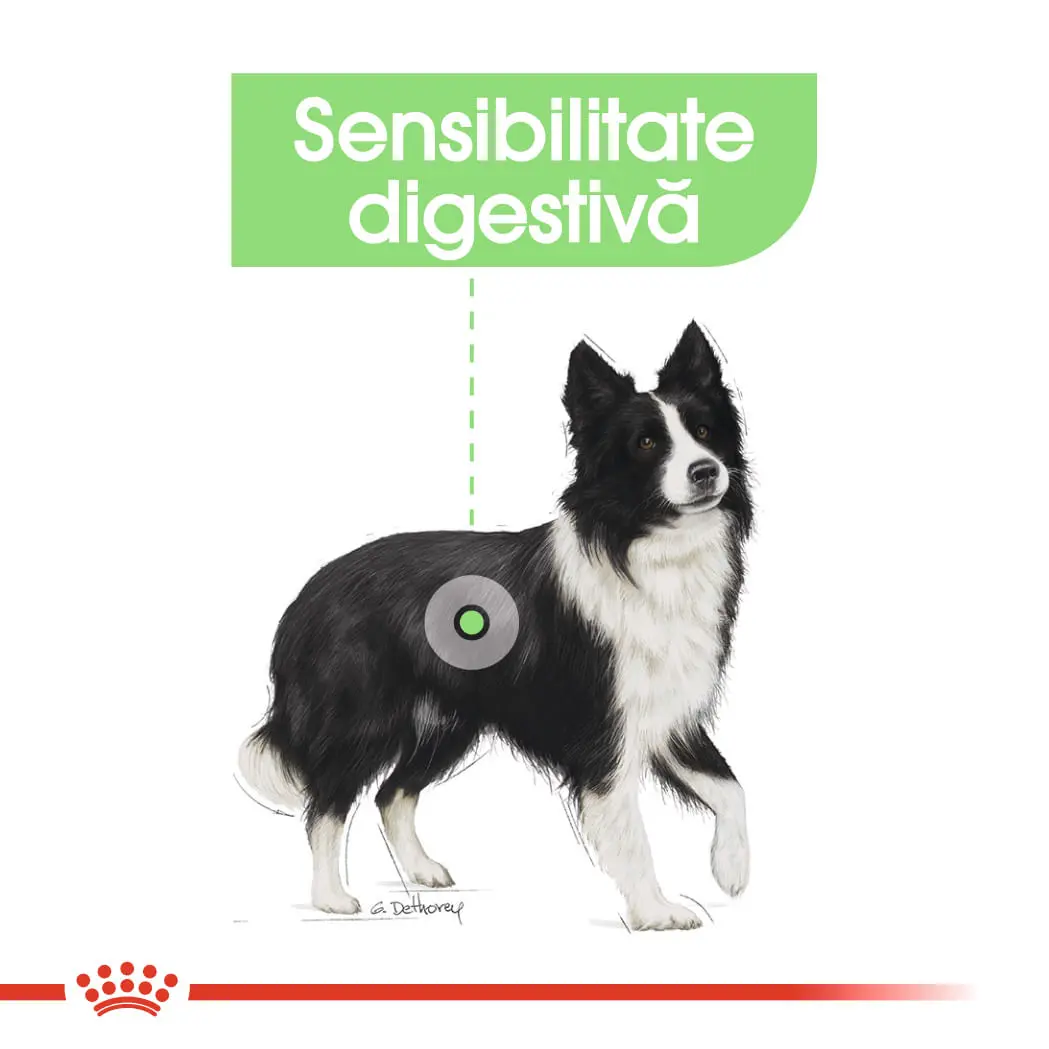 ROYAL CANIN Medium Digestive Care, hrana uscata caini, confort digestiv, 3kg - Image 4