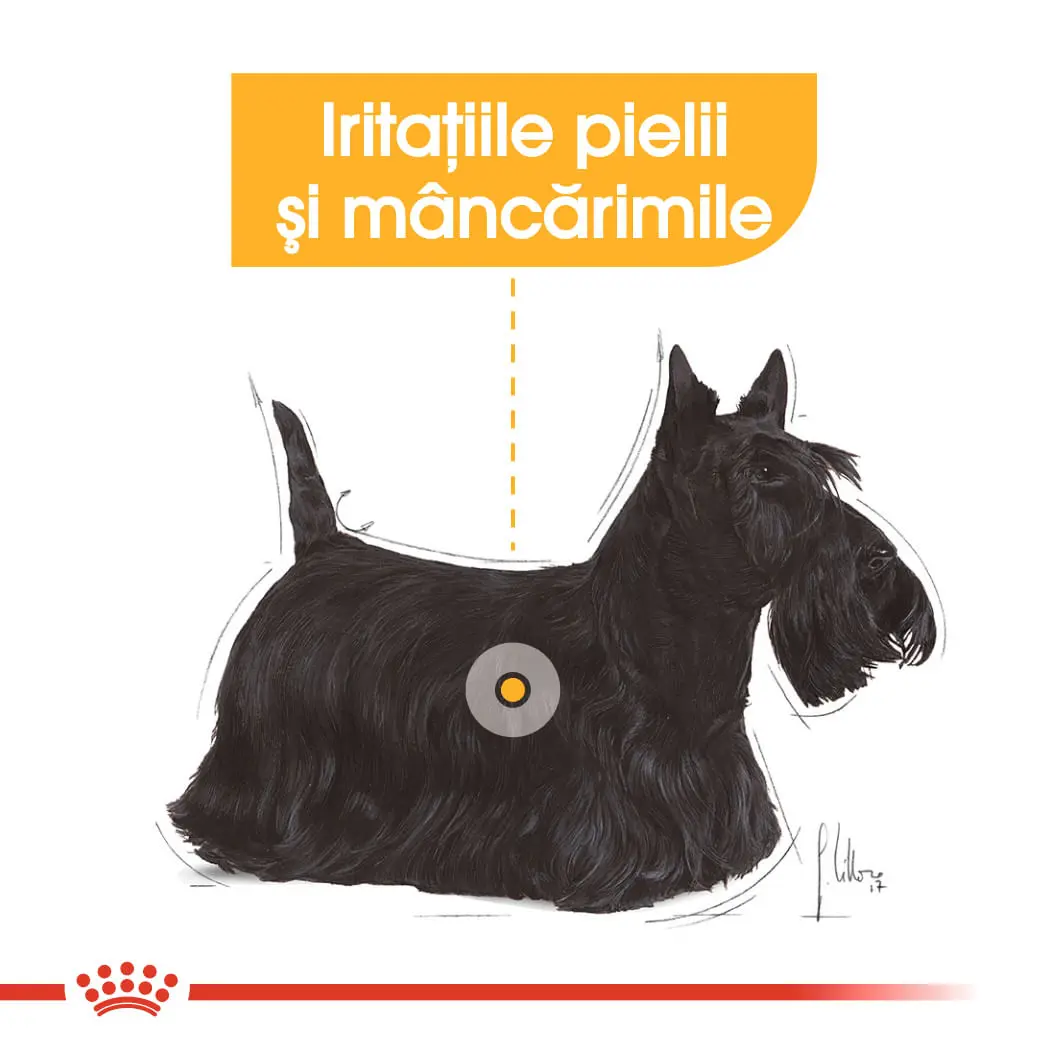 ROYAL CANIN Mini Dermacomfort, hrana uscata caini, prevenirea iritatiilor pielii, 1kg - Image 4