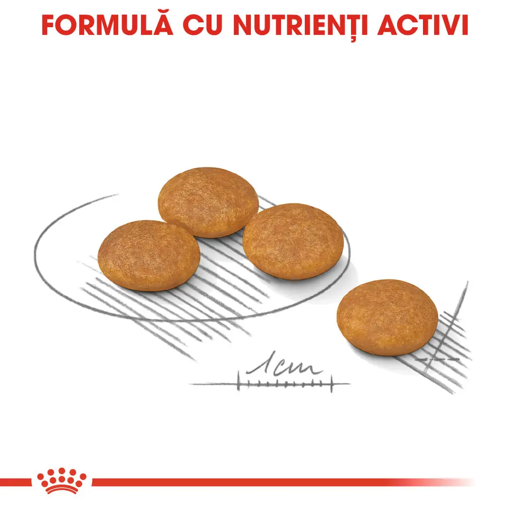 ROYAL CANIN Mini Dermacomfort, hrana uscata caini, prevenirea iritatiilor pielii, 1kg - Image 6