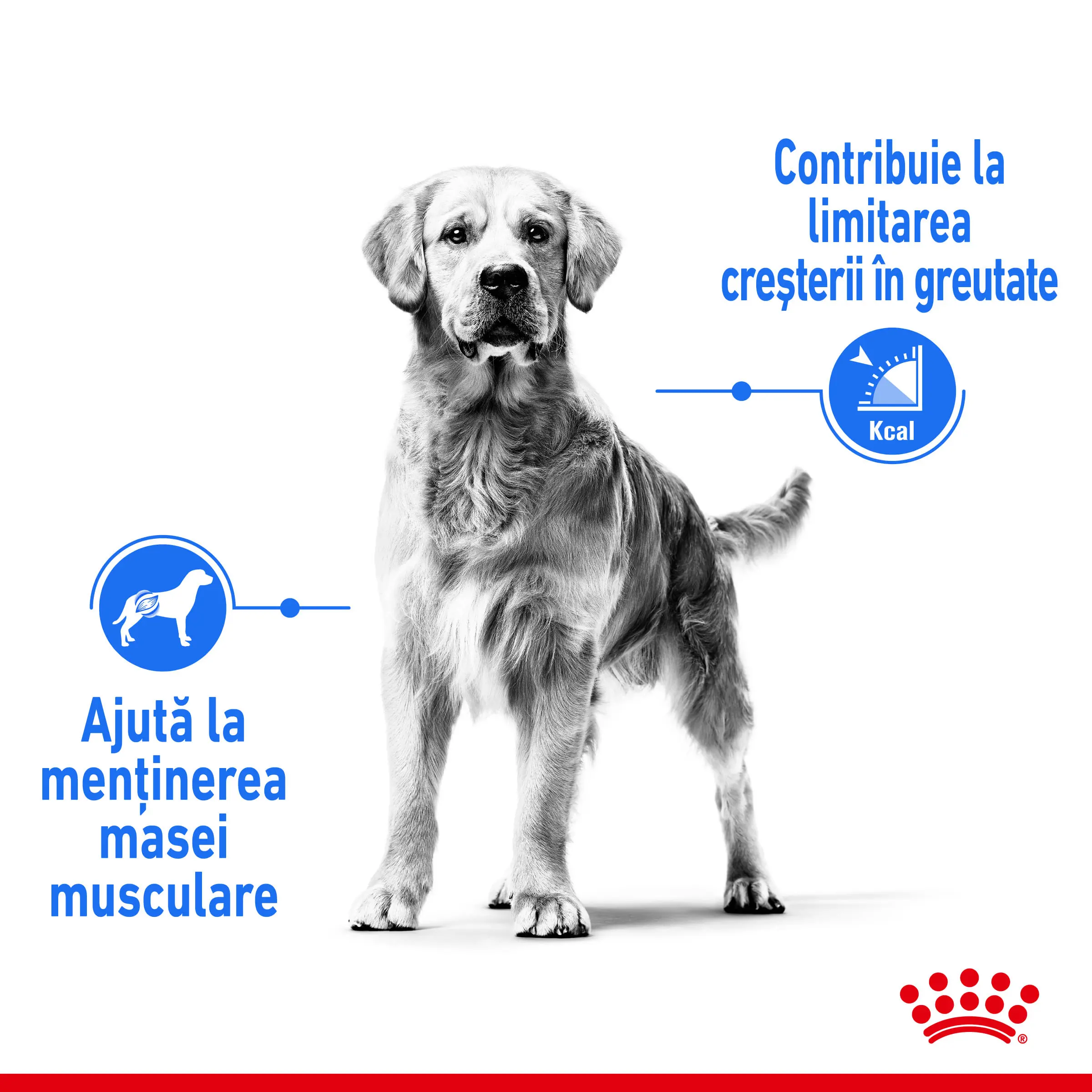 ROYAL CANIN Medium Light Weight Care Adult, hrana uscata caini, limitarea cresterii in greutate, 12kg - Image 4