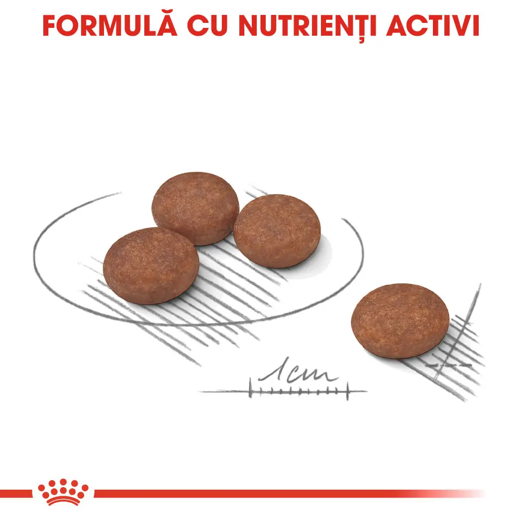 ROYAL CANIN Mini Digestive Care, hrana uscata caini, confort digestiv, 8kg - Image 6