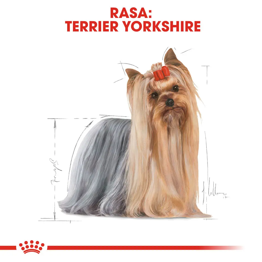 ROYAL CANIN Yorkshire Adult hrana umeda caini (pate), bax, 85g x 12buc - Image 3