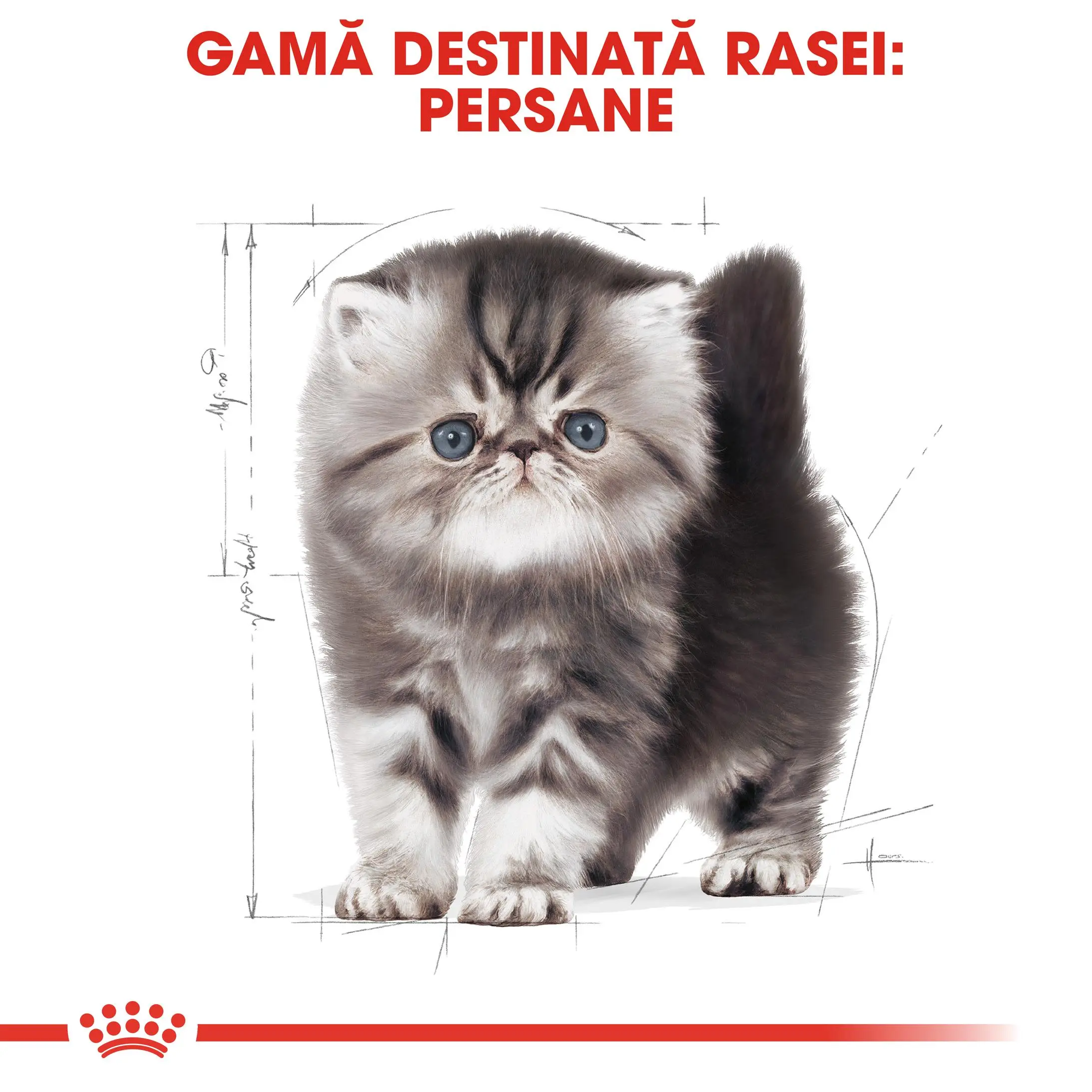 ROYAL CANIN Persian Kitten, hrana uscata pisici junior, 400g - Image 4