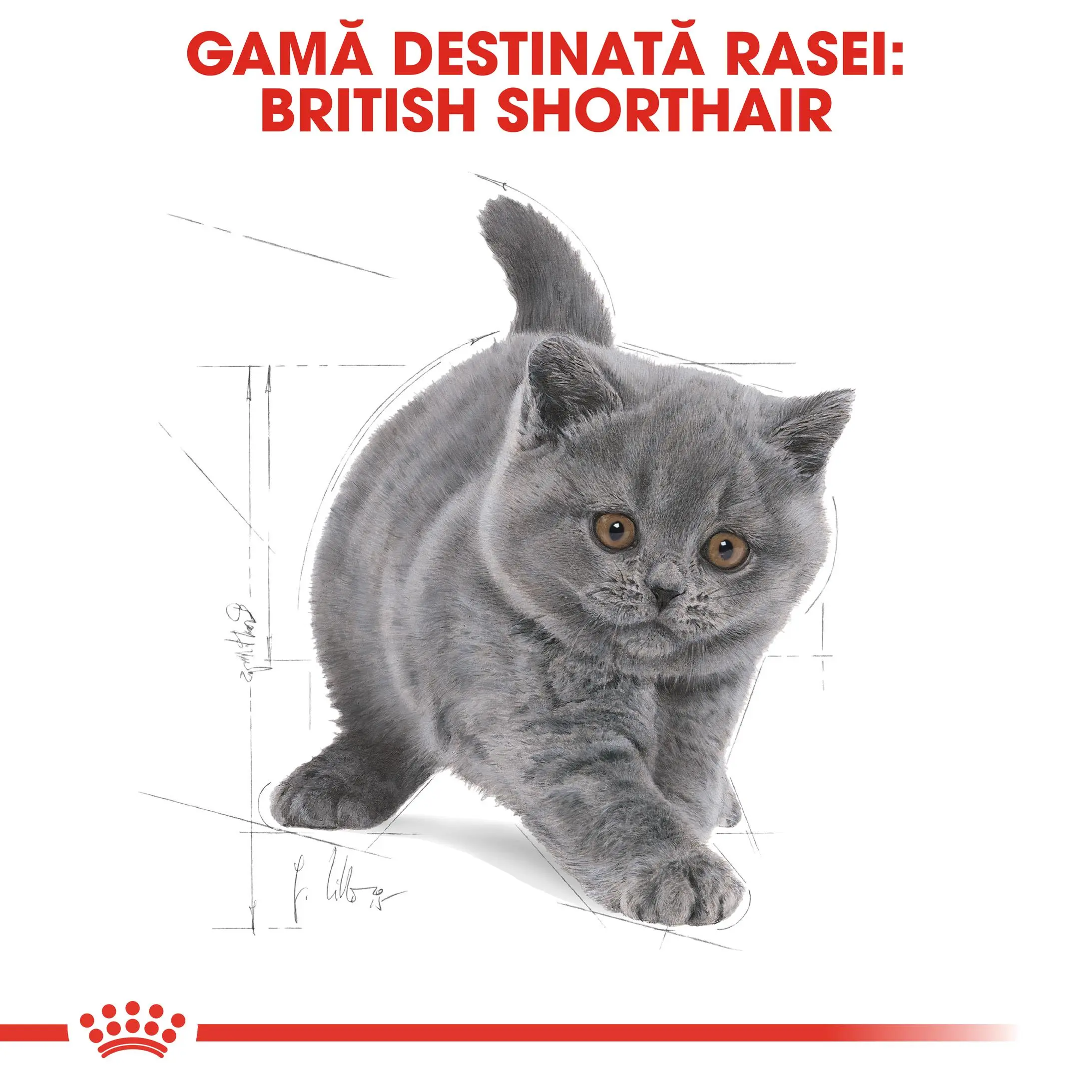 ROYAL CANIN British Shorthair Kitten, hrana uscata pisici junior, 2kg - Image 4