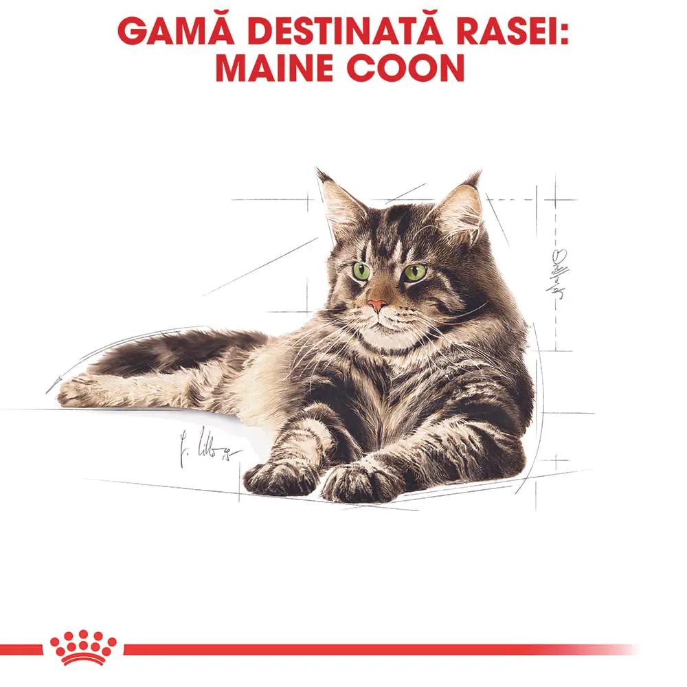 ROYAL CANIN Maine Coon Adult, hrana umeda pisici, (in sos), bax, 85g x 12buc - Image 4