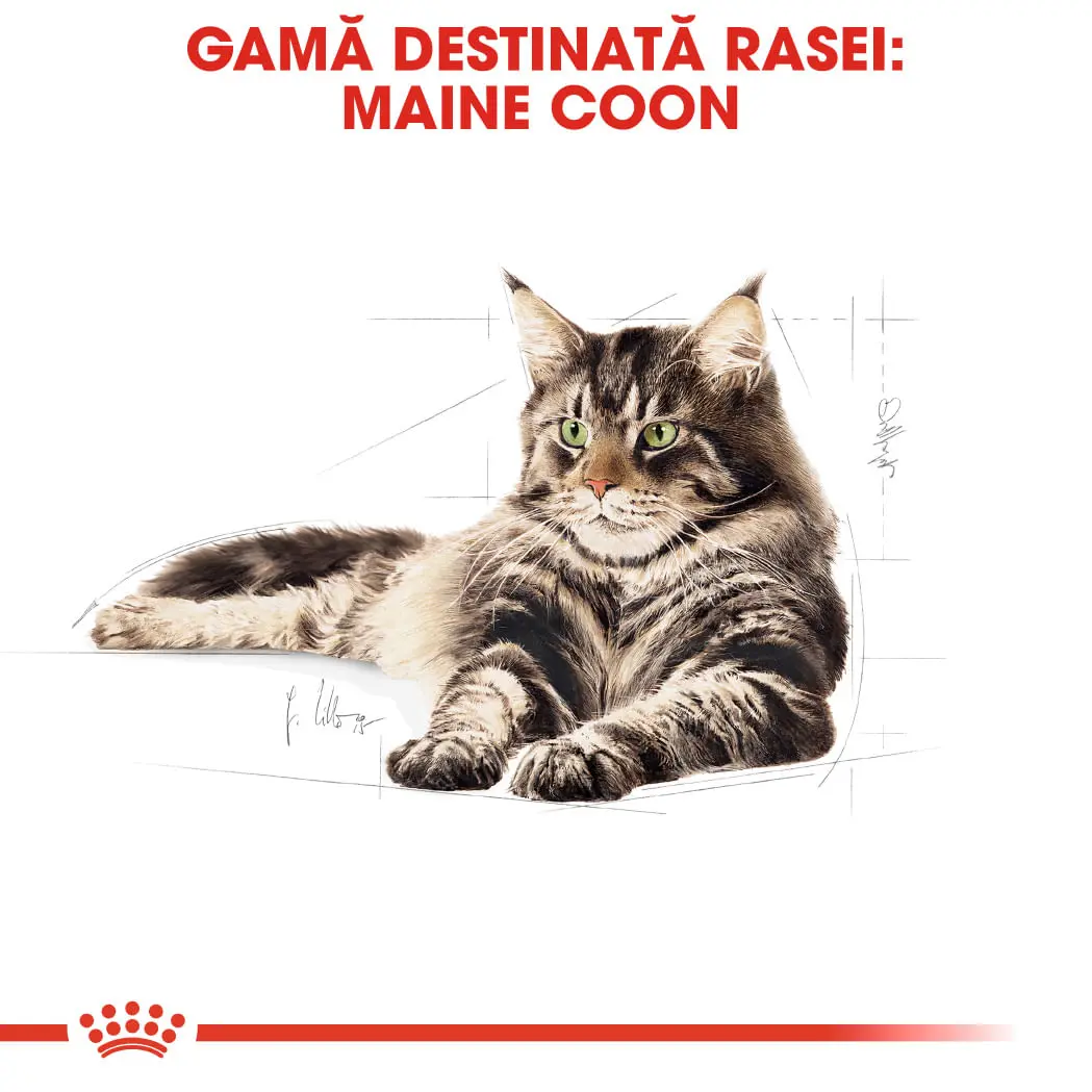 ROYAL CANIN Maine Coon Adult, hrana uscata pisici, 4kg - Image 4