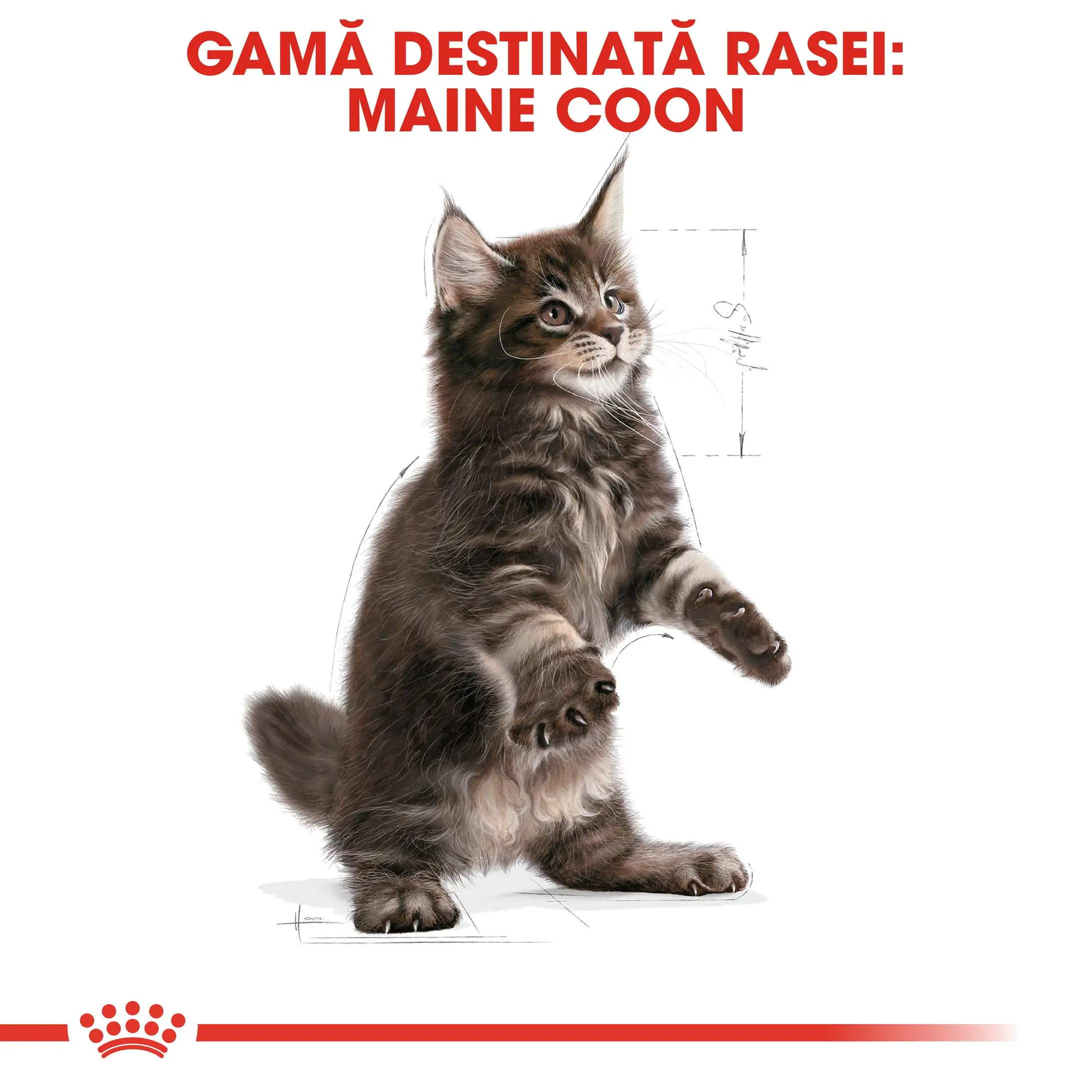 ROYAL CANIN Maine Coon Kitten, hrana uscata pisici junior, 10kg - Image 4