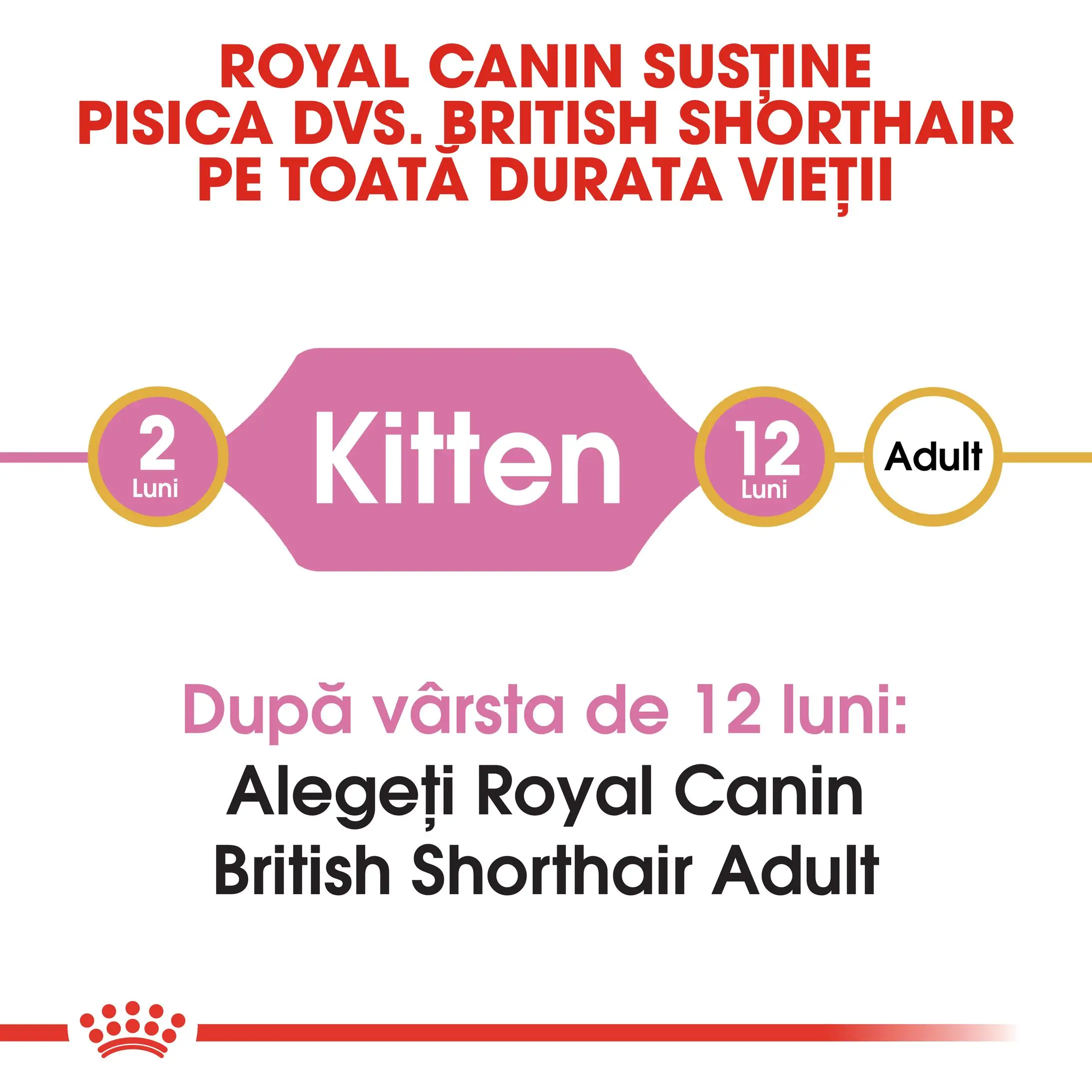 ROYAL CANIN British Shorthair Kitten, hrana uscata pisici junior, 2kg - Image 8