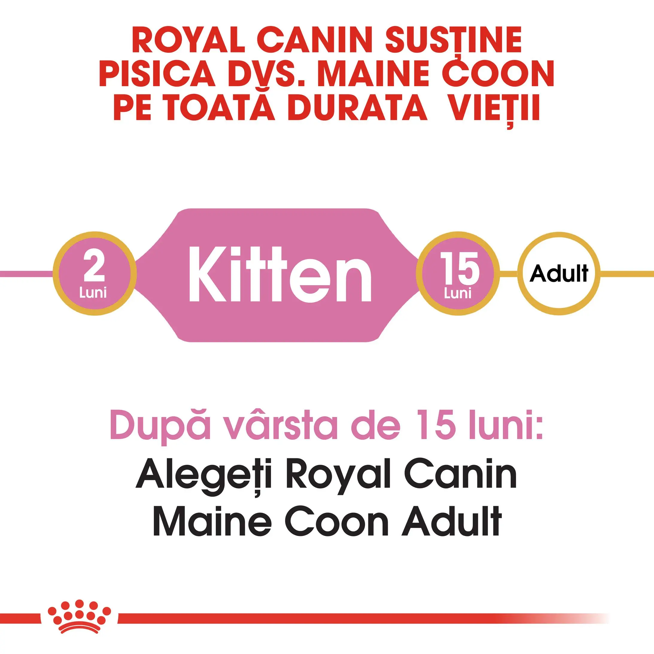ROYAL CANIN Maine Coon Kitten, hrana uscata pisici junior, 10kg - Image 9