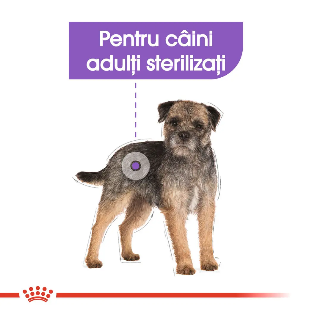 ROYAL CANIN Mini Sterilised Adult, hrana uscata caini sterilizati, 1kg - Image 4