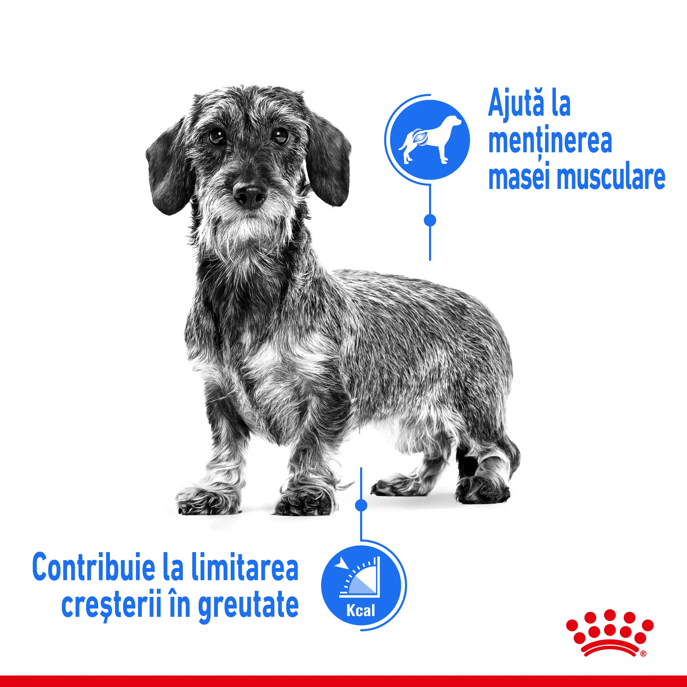 ROYAL CANIN Mini Light Weight Care Adult, hrana uscata caini, limitarea cresterii in greutate, 8kg - Image 4