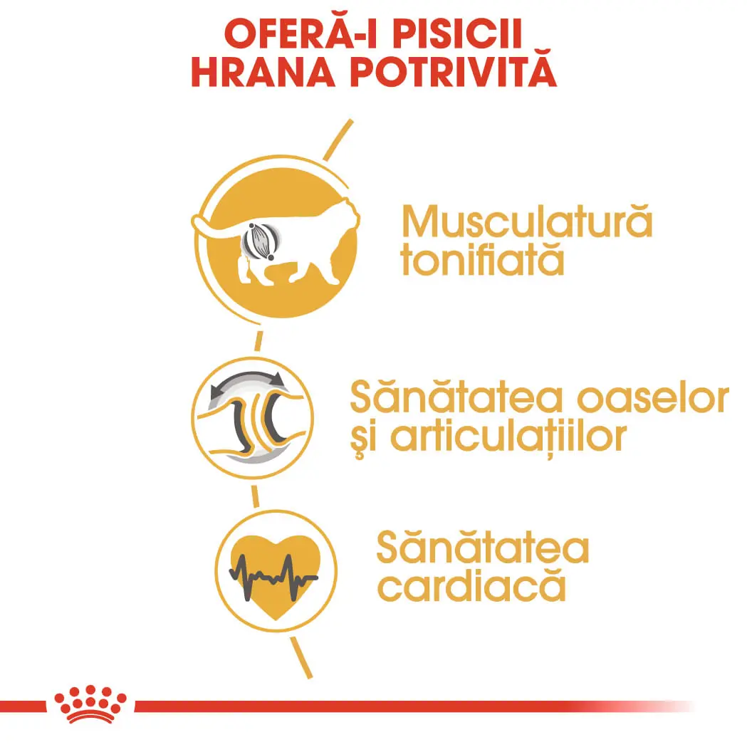 ROYAL CANIN British Shorthair Adult, hrana uscata pisici, 400g - Image 5