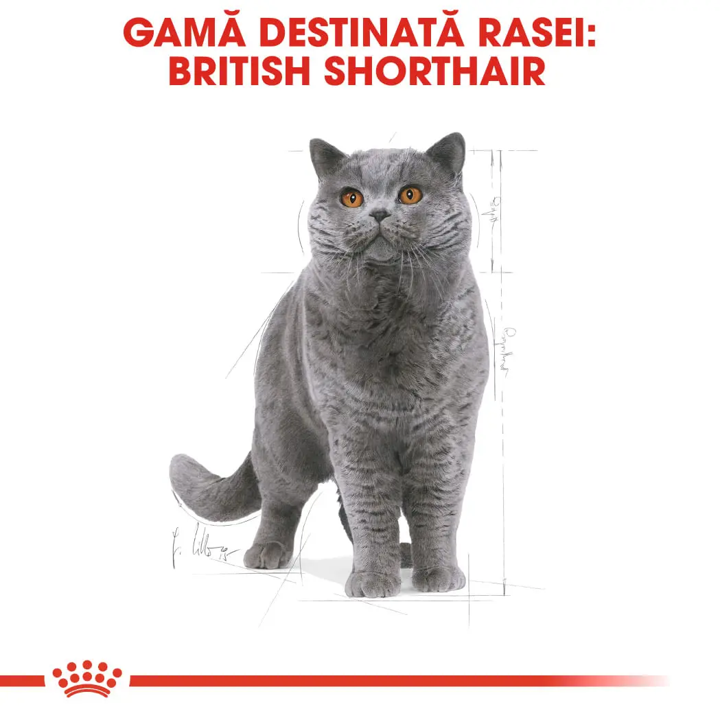 ROYAL CANIN British Shorthair Adult, hrana uscata pisici, 10kg - Image 4