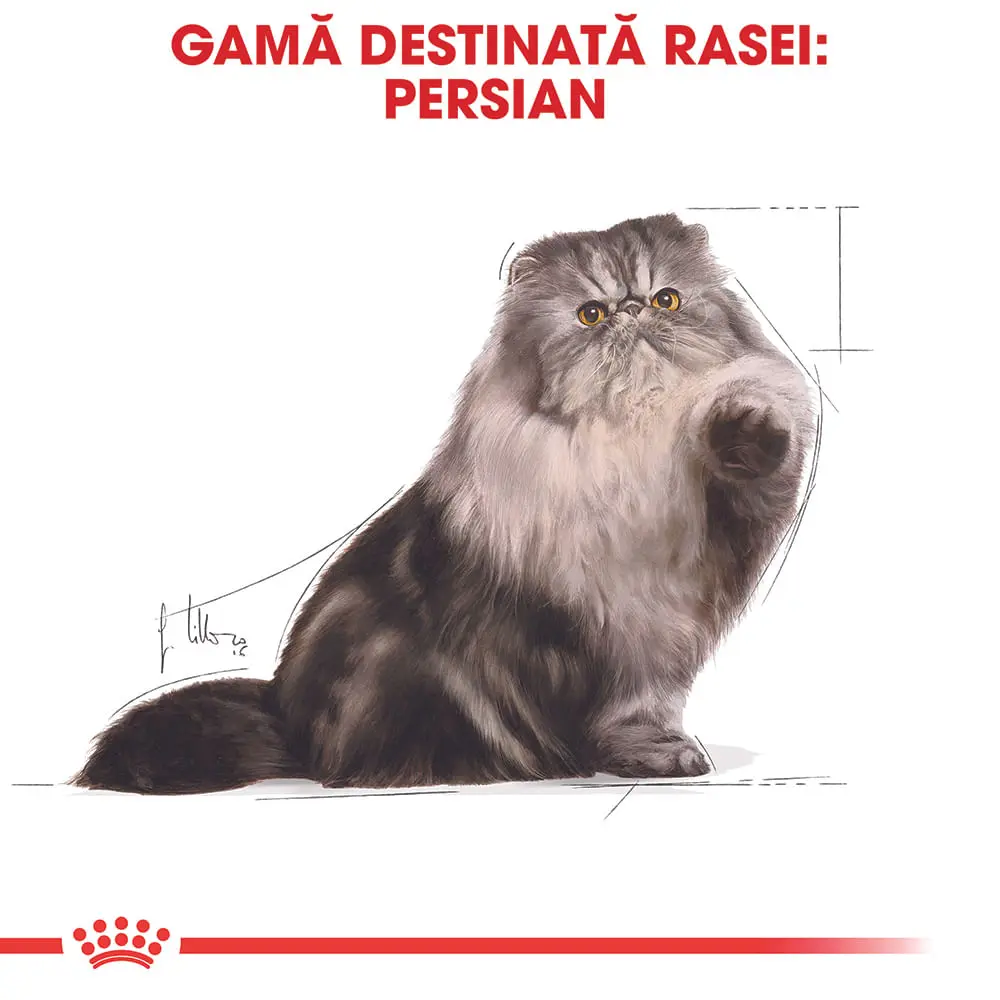 ROYAL CANIN Persian Adult, hrana umeda pisici, (pate), bax, 85g x 12buc - Image 4