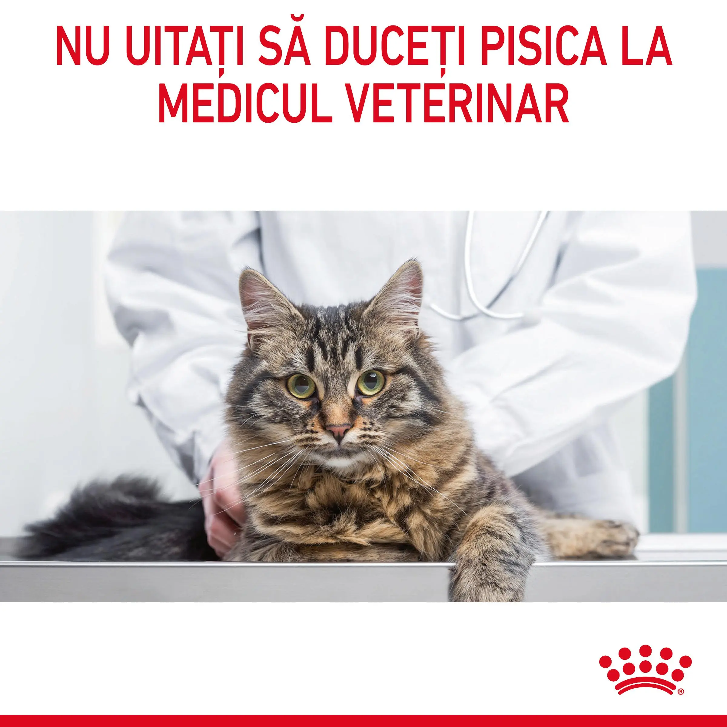 ROYAL CANIN Hairball Care Adult, hrana umeda pisici, limitarea ghemurilor de blana, (in sos), bax, 85g x 12buc - Image 9